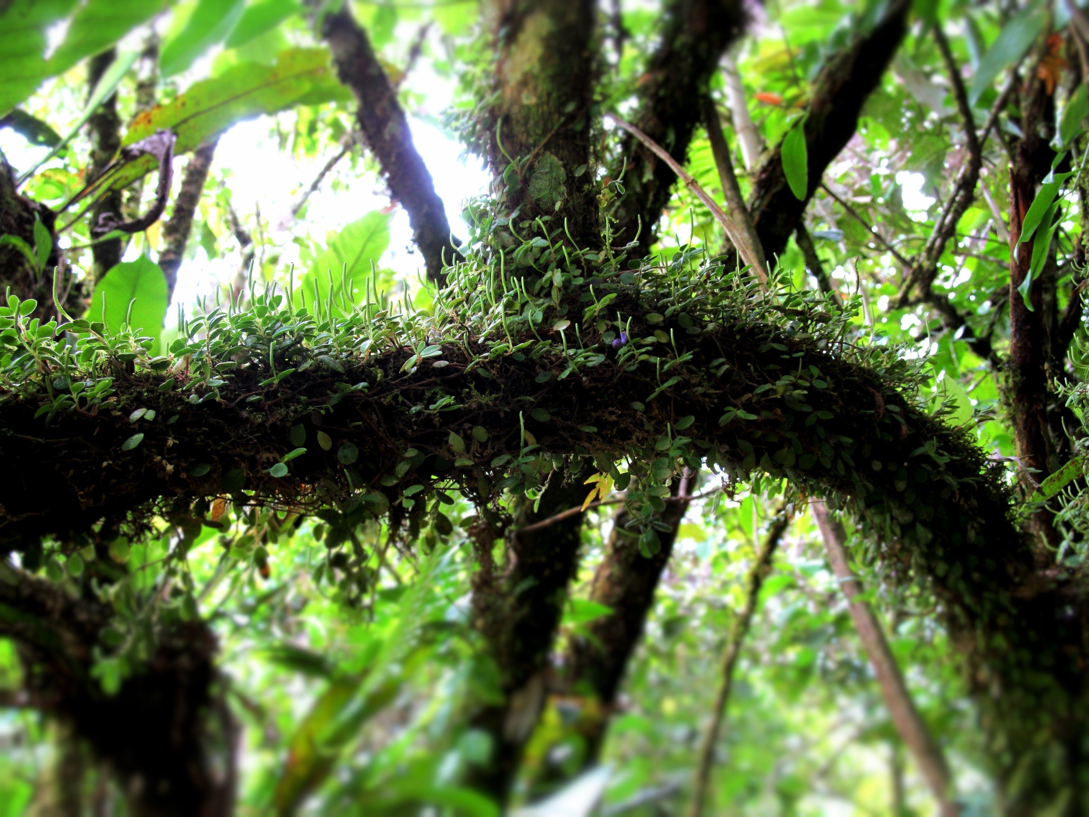 4320x3240 costa rica landscape wallpaper and background