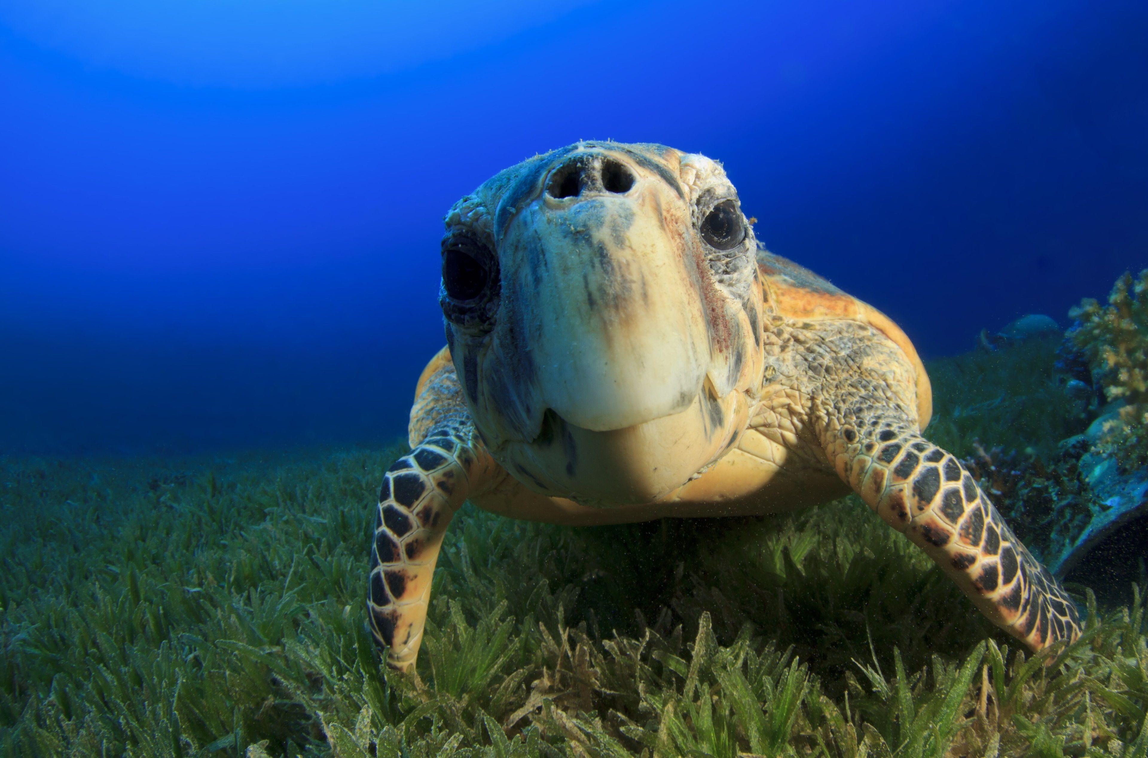 Turtle Desktop Wallpapers - Top Free Turtle Desktop Backgrounds