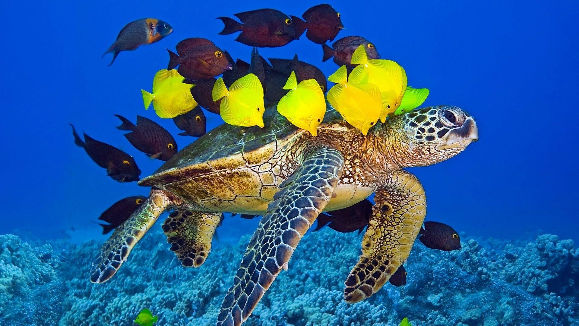 1920x1080 Download 1920x1080 HD Wallpaper turtle escort fish