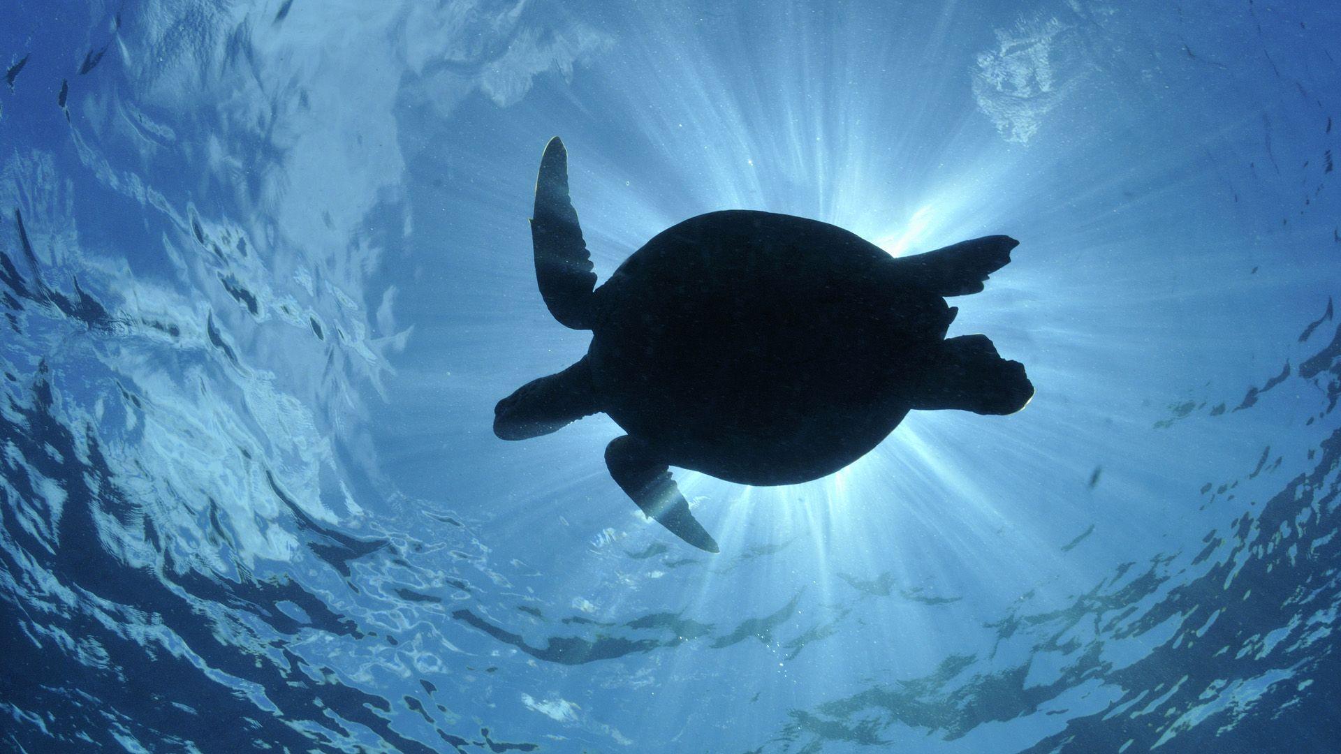 Turtle Desktop Wallpapers - Top Free Turtle Desktop Backgrounds ...