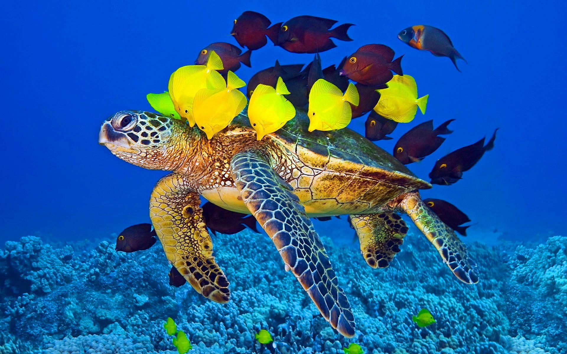 1920x1200 Sea Turtle Fish Wallpaper Picture Photo Image