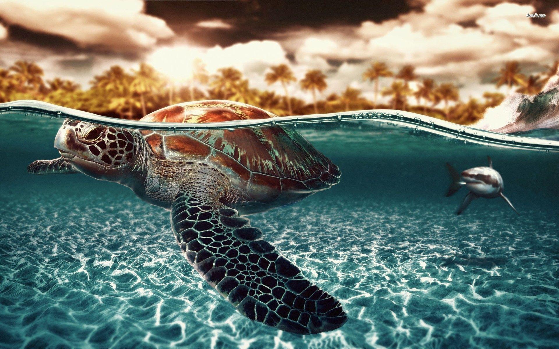 1920x1200 Sea turtle and shark wallpaper wallpaper