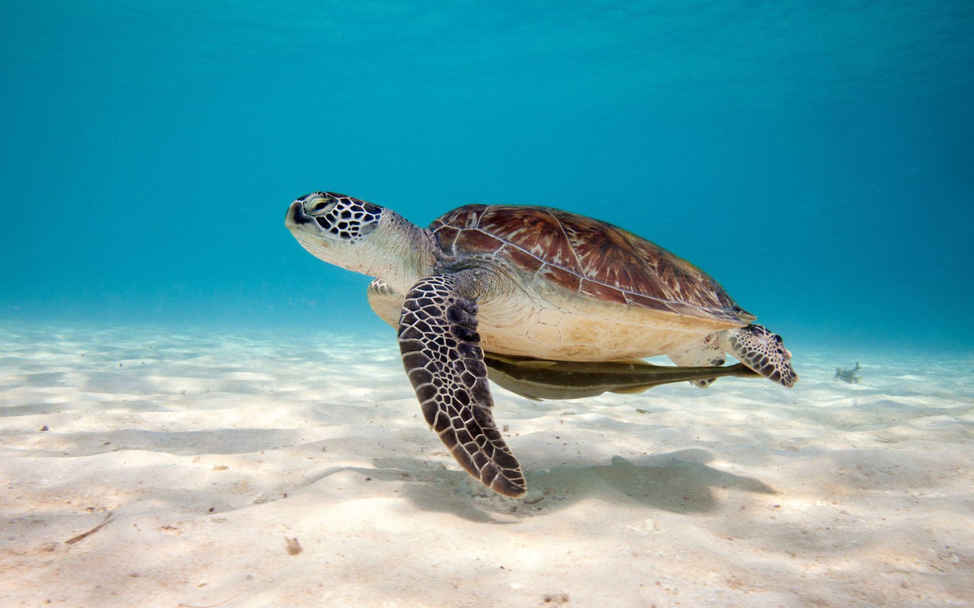 1920x1200 Seaturtle Wallpaper. Seaturtle