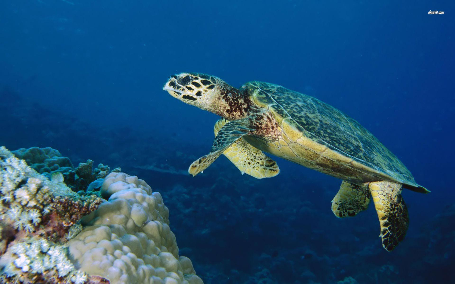 1920x1200 Sea Turtle wallpaper wallpaper