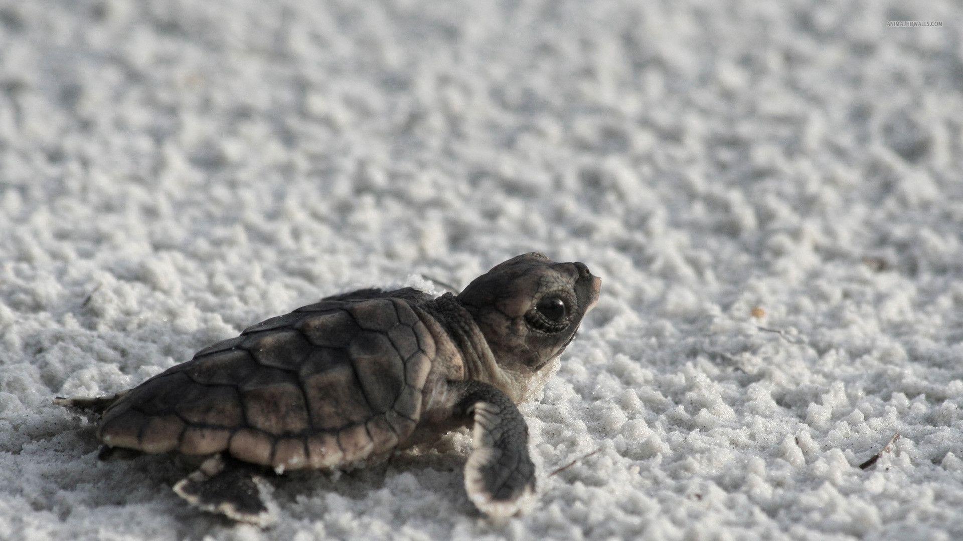 1920x1080 Baby Sea Turtle Desktop Background_hd wallpaper_download