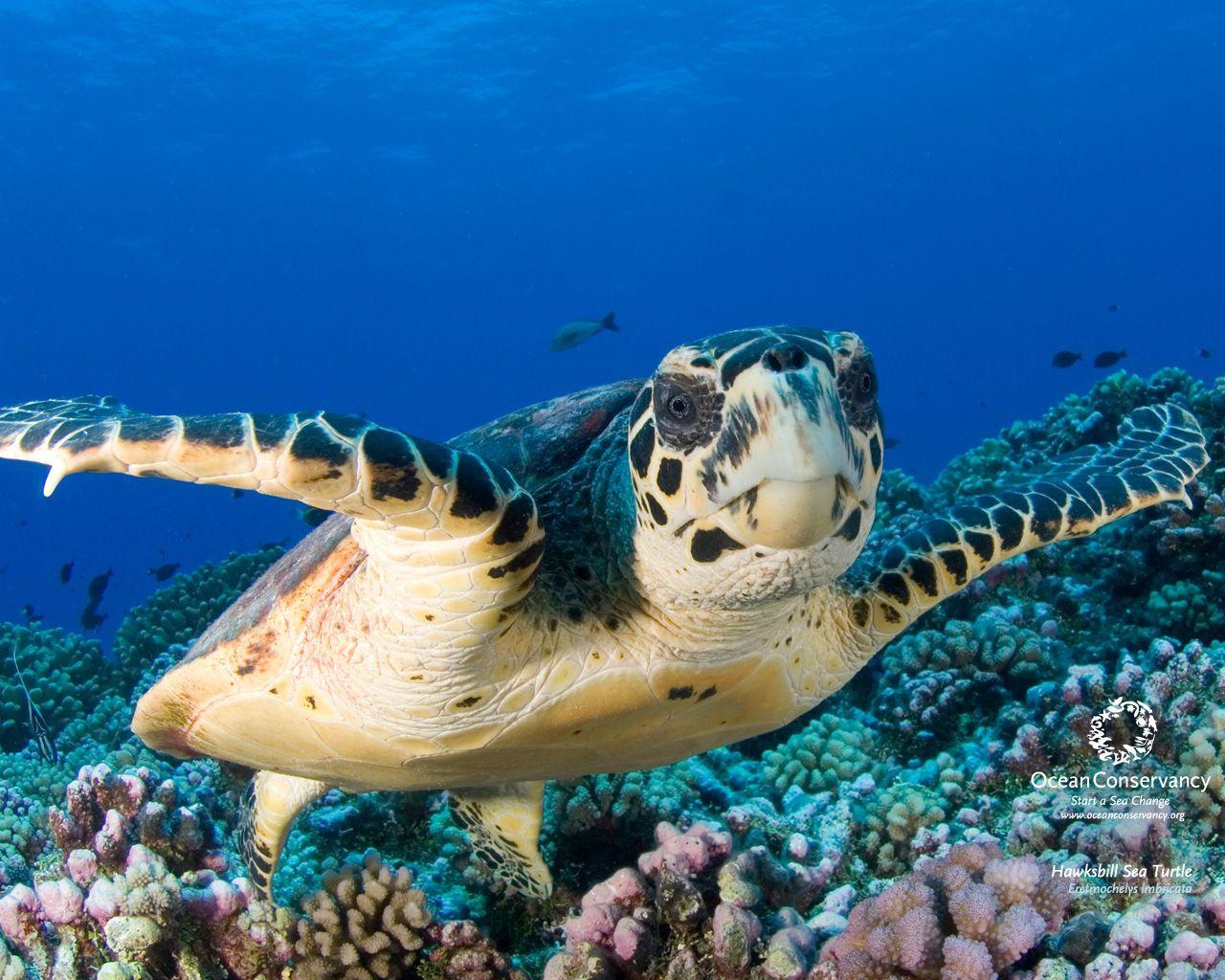 1280x1024 Turtle Desktop Wallpaper