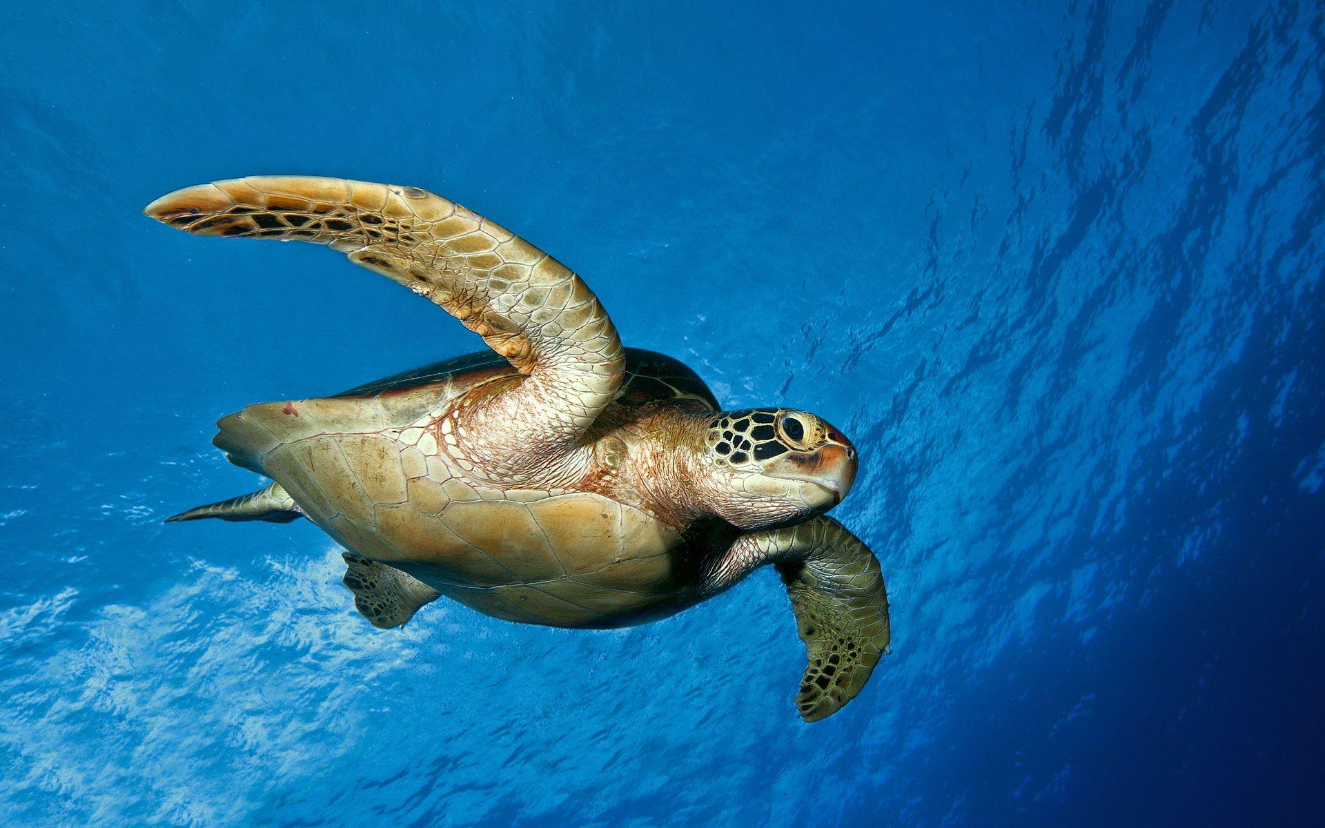 1920x1200 Turtle Wallpaper