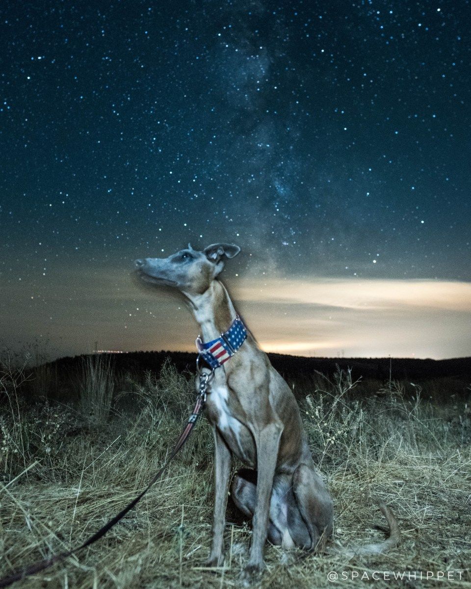 960x1200 Remembering Laika