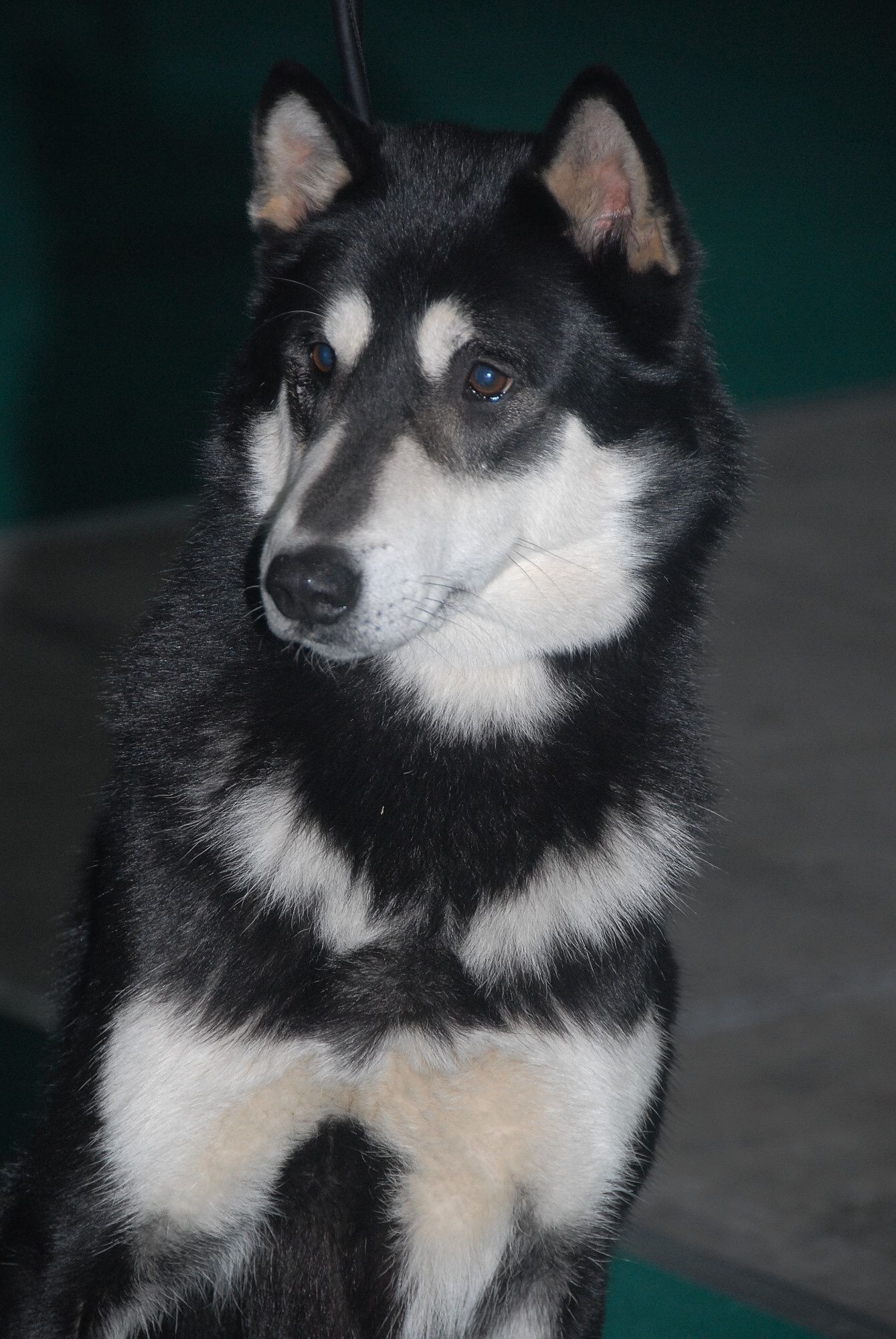 1339x2000 White ahd black East Siberian Laika dog