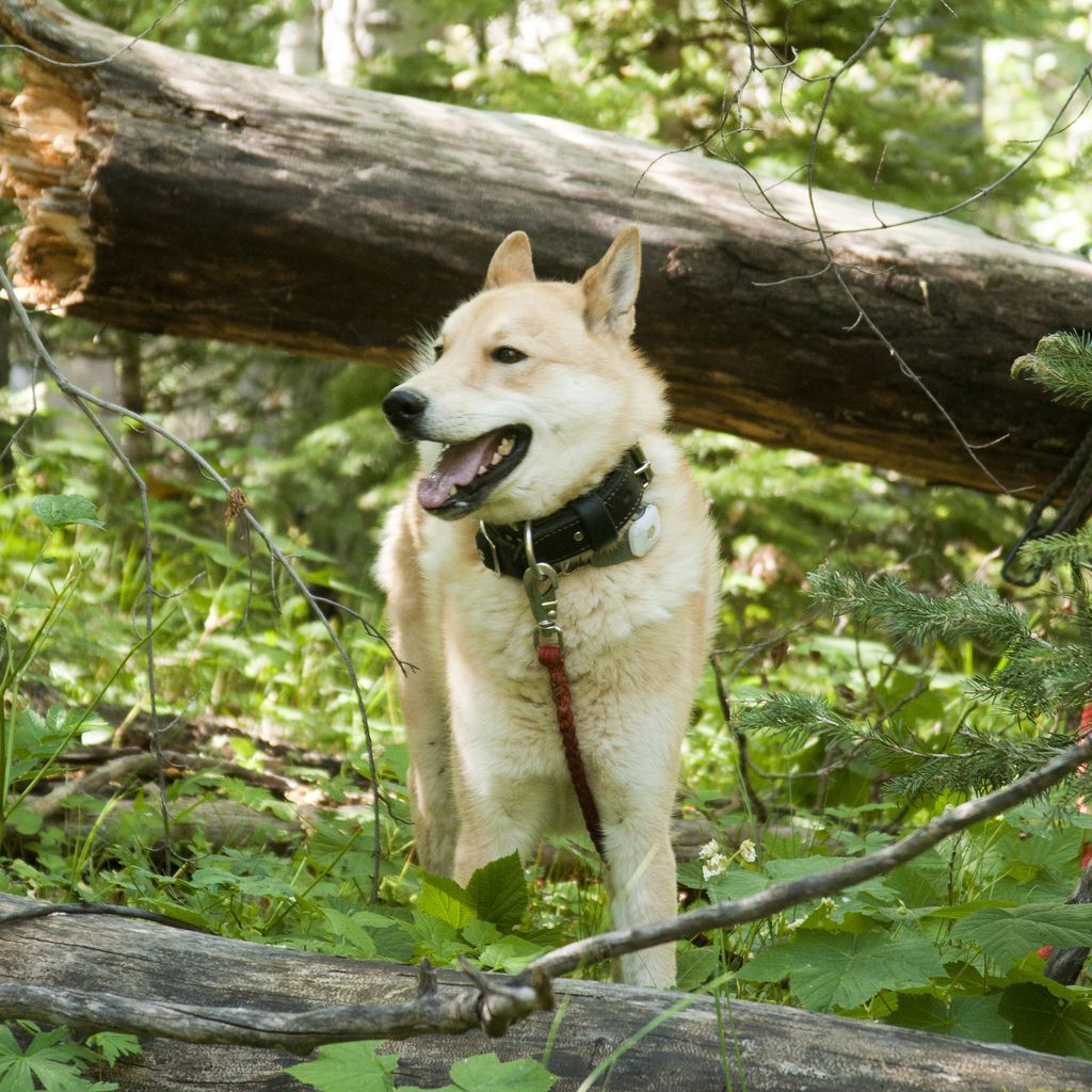 1024x1024 West Siberian Laika dog under the tree