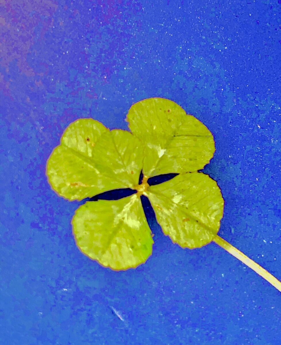 977x1200 LEAF CLOVER White Clover DRIED Pressed