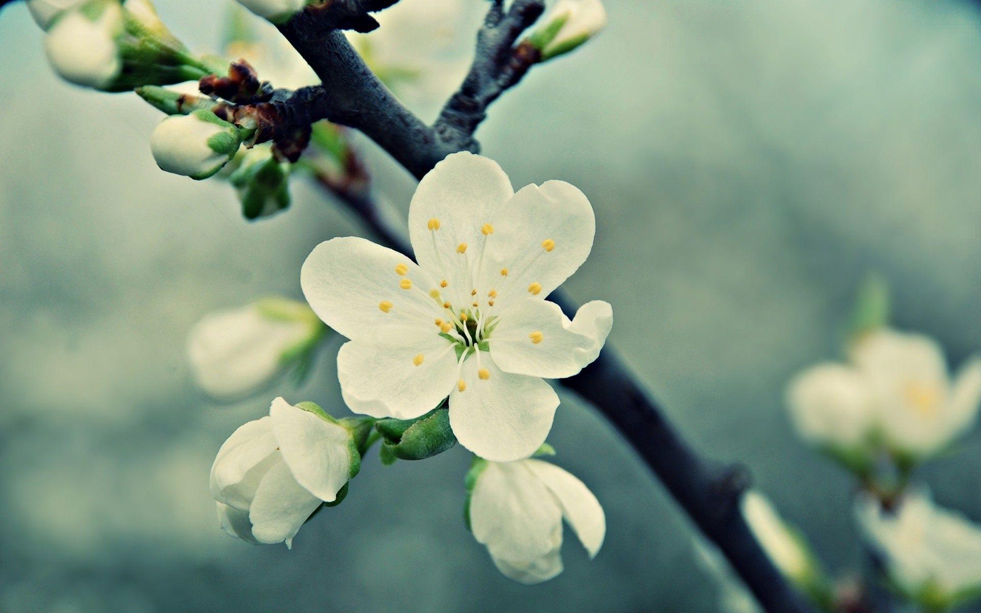 1920x1200 Beautiful Vintage Flowers wallpaperx1200