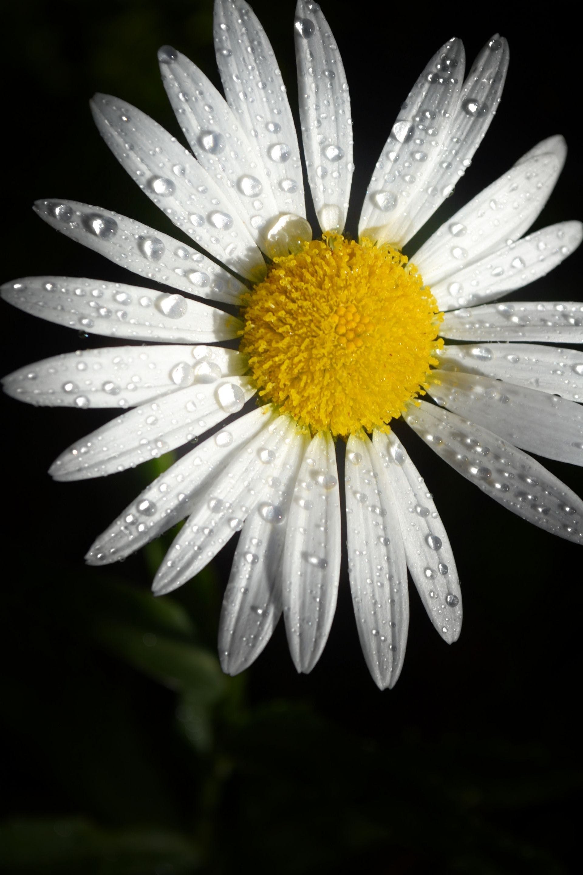 Daisy Flower Wallpapers - Top Free Daisy Flower Backgrounds