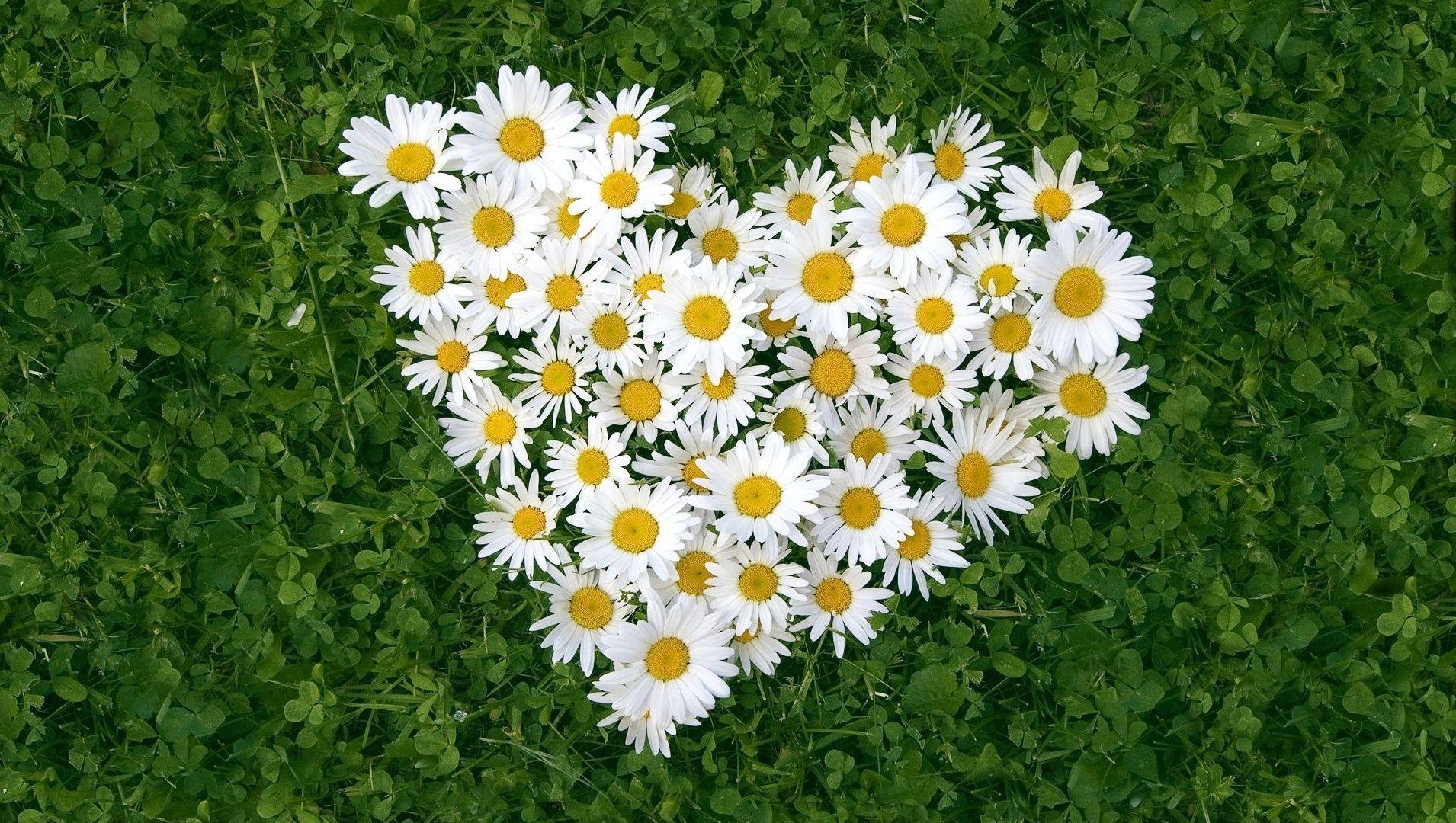 1910x1080 Pics For > Daisy Flowers. Daisy wallpaper, Love flowers, Daisy