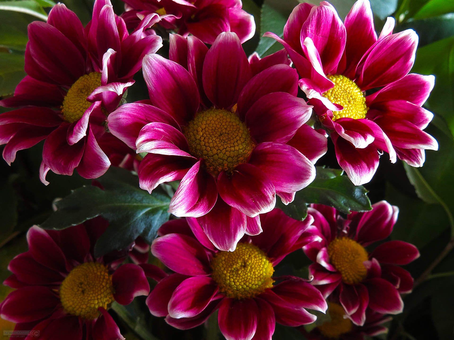 Beautiful Vintage Flower Wallpapers Top Free Beautiful Vintage Flower