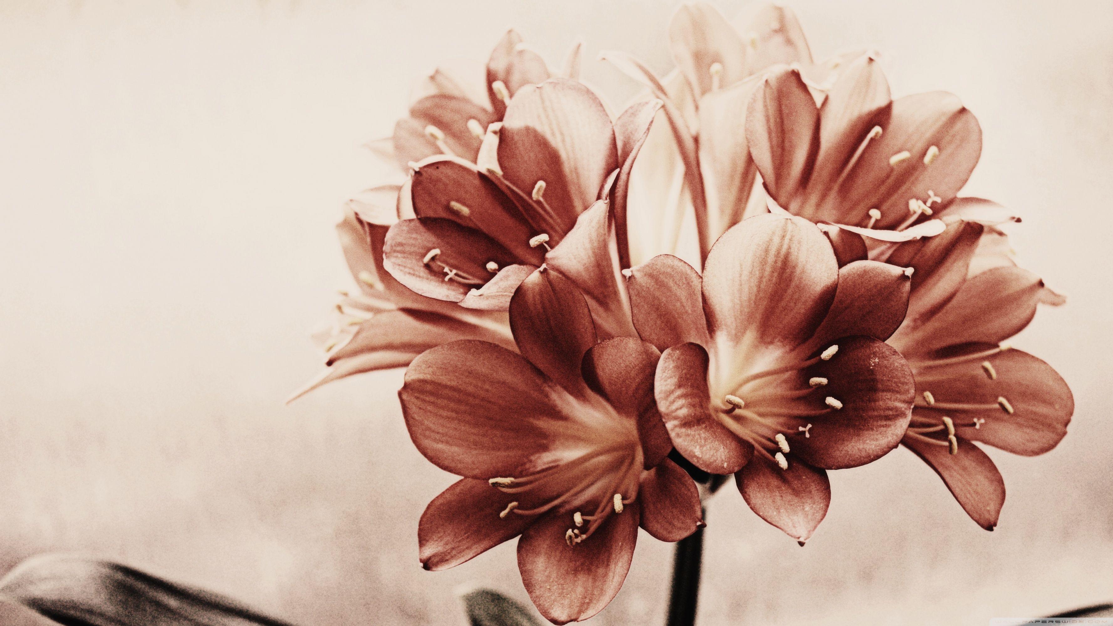 3554x1999 Vintage Flowers ❤ 4K HD Desktop Wallpaper for 4K Ultra HD