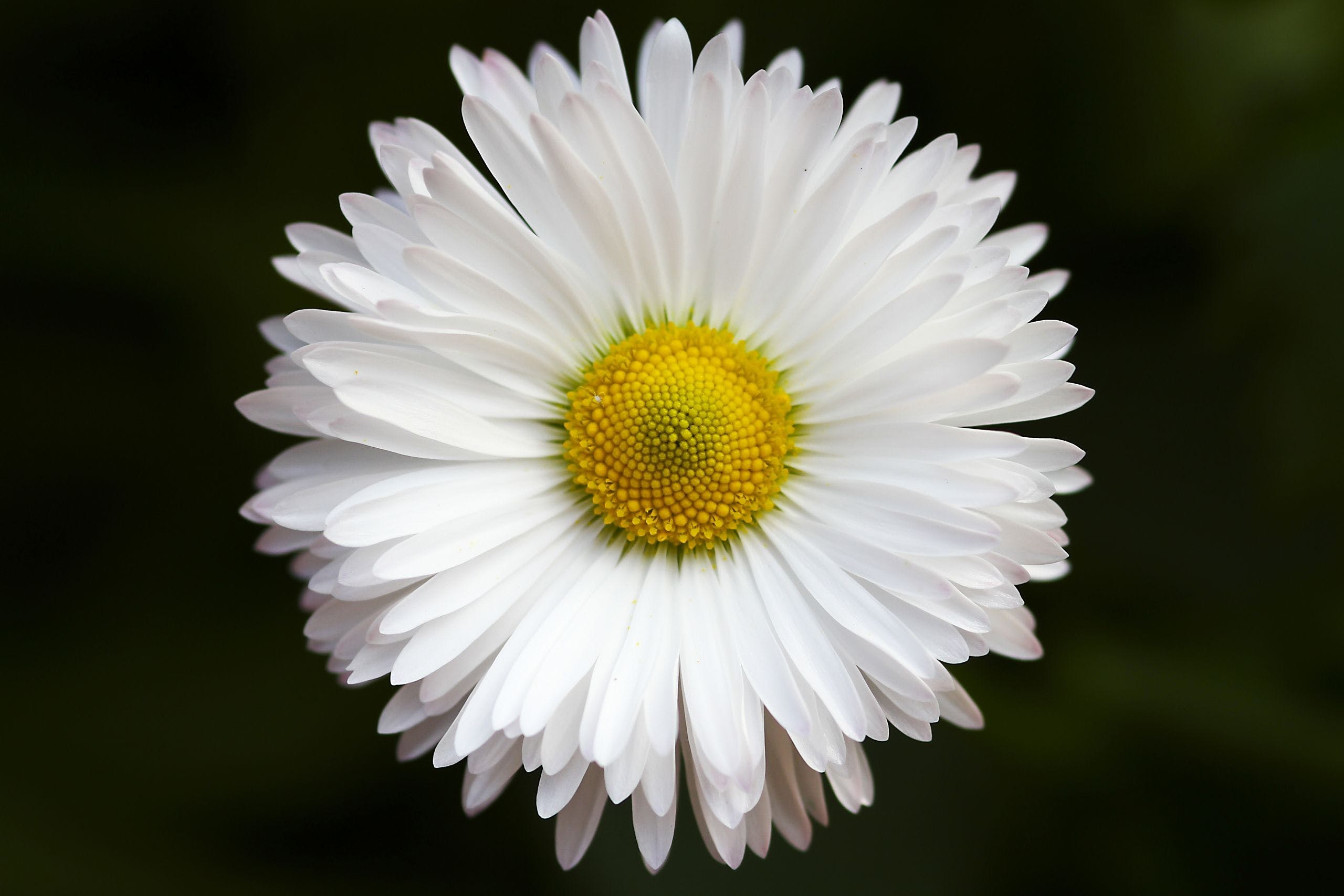 Daisy Flower Wallpapers - Top Free Daisy Flower Backgrounds ...