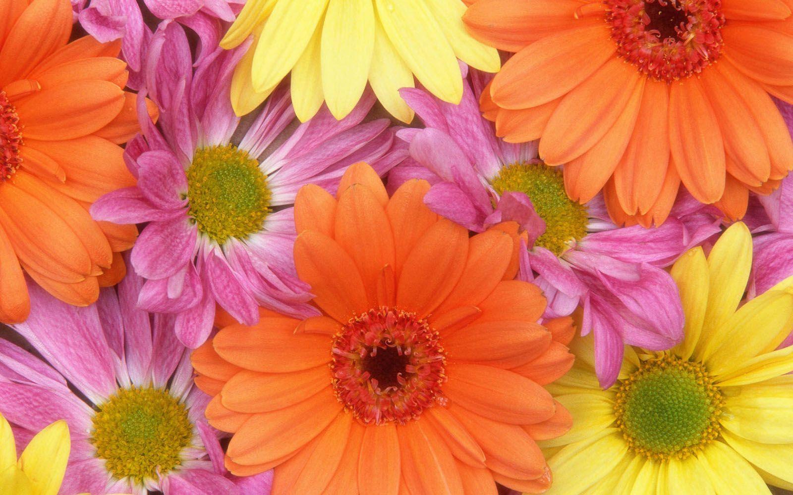 1600x1000 Colorful Daisies Flowers Wallpaper