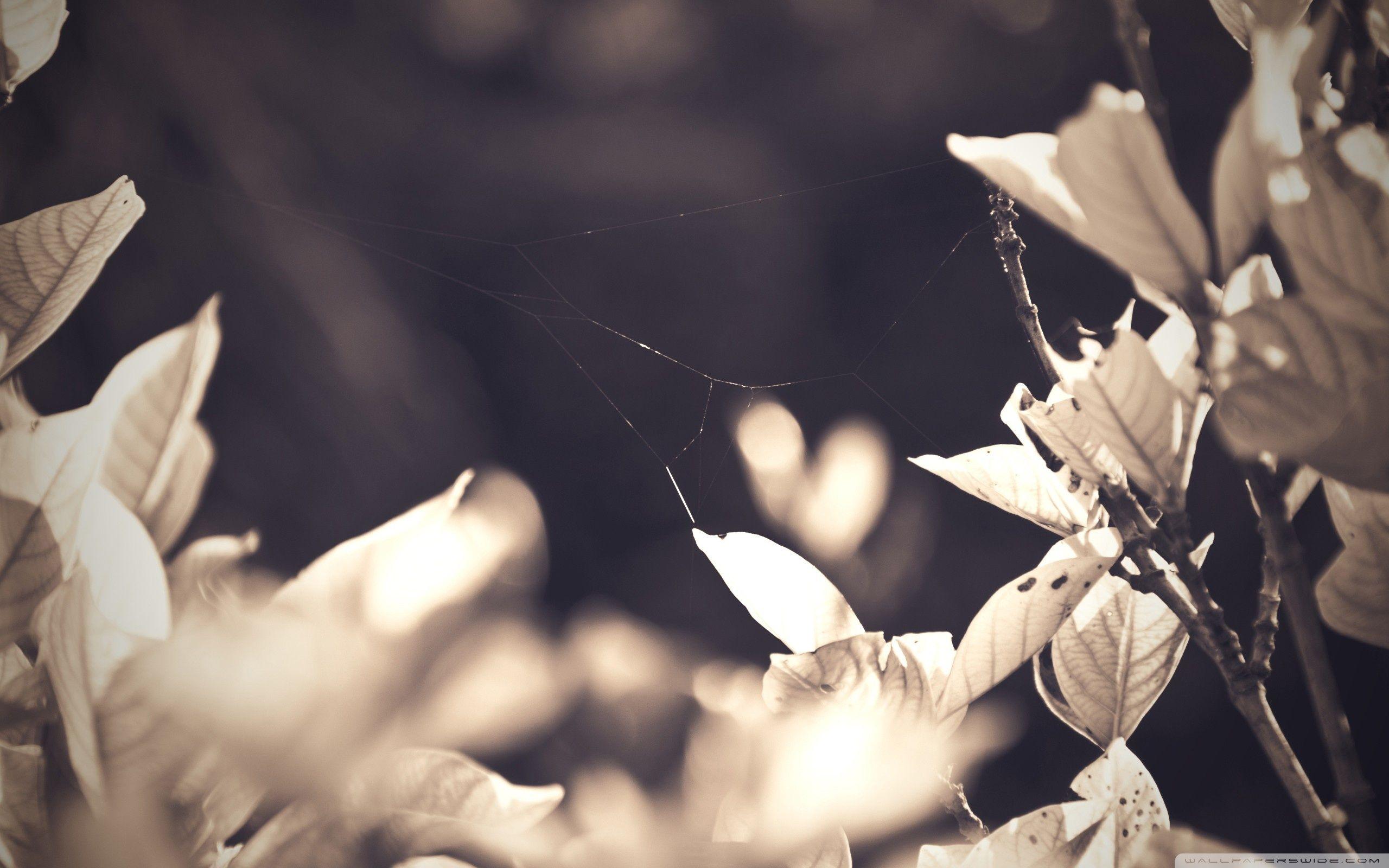 2560x1600 Vintage Leaves ❤ 4K HD Desktop Wallpaper for 4K Ultra HD TV