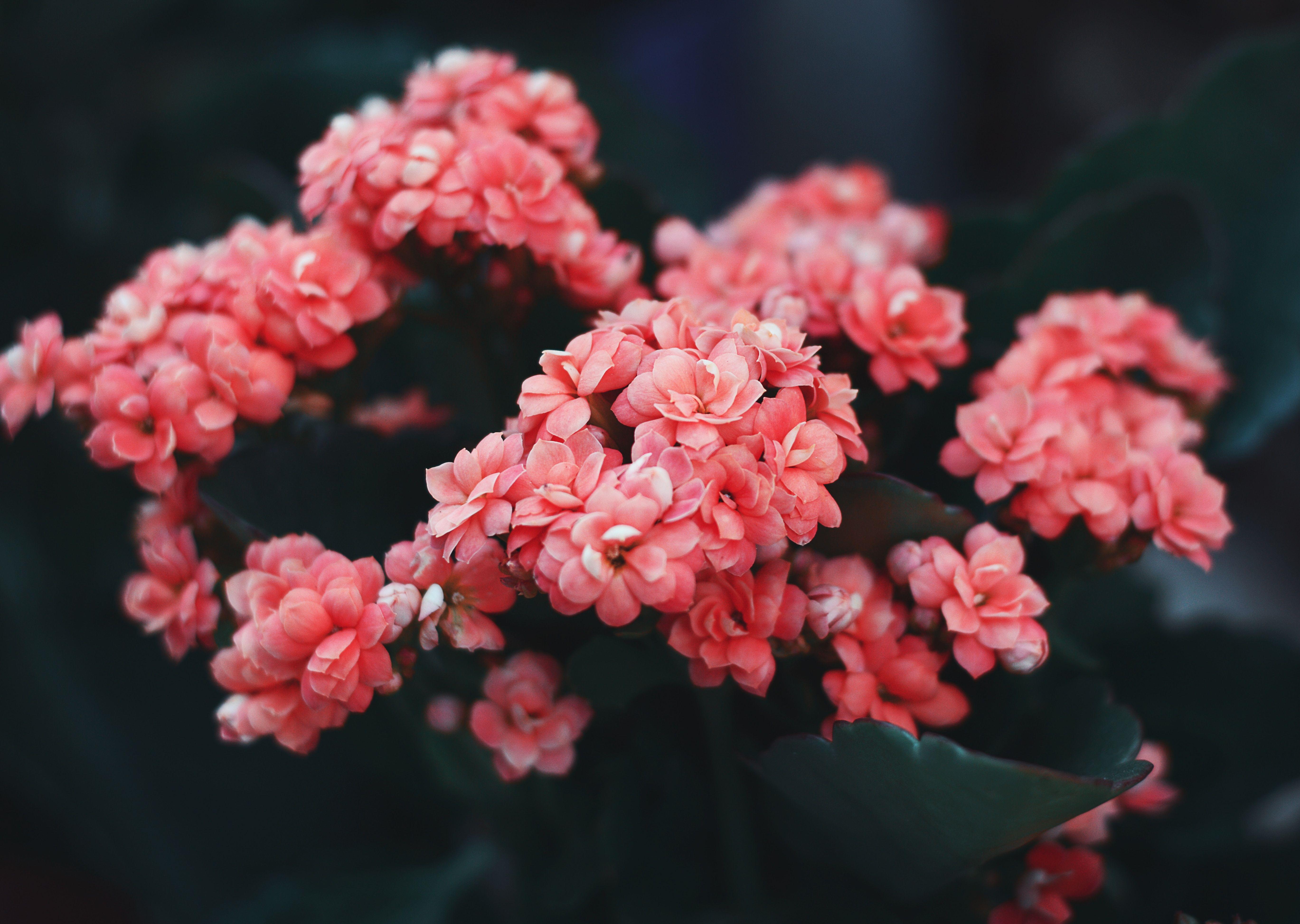 5476x3892 Download wallpaper 5476x3892 flowers, pink, bloom, bush