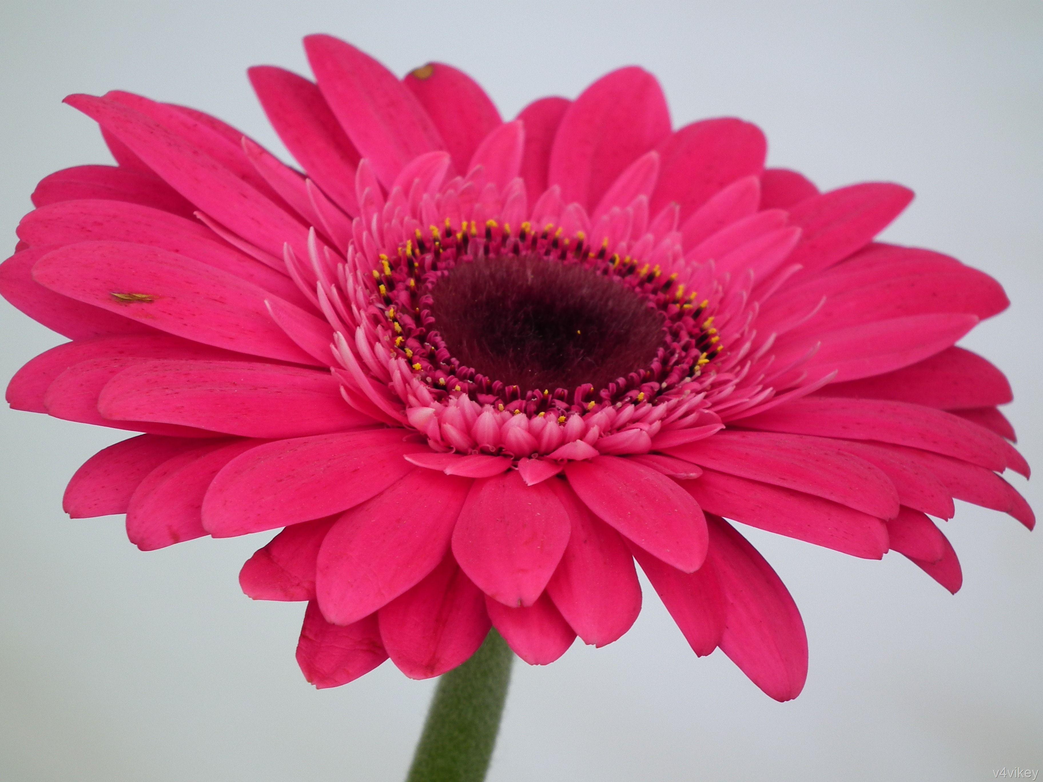 3648x2736 Deep Pink Gerbera Daisy Flower « Wallpaper Tadka