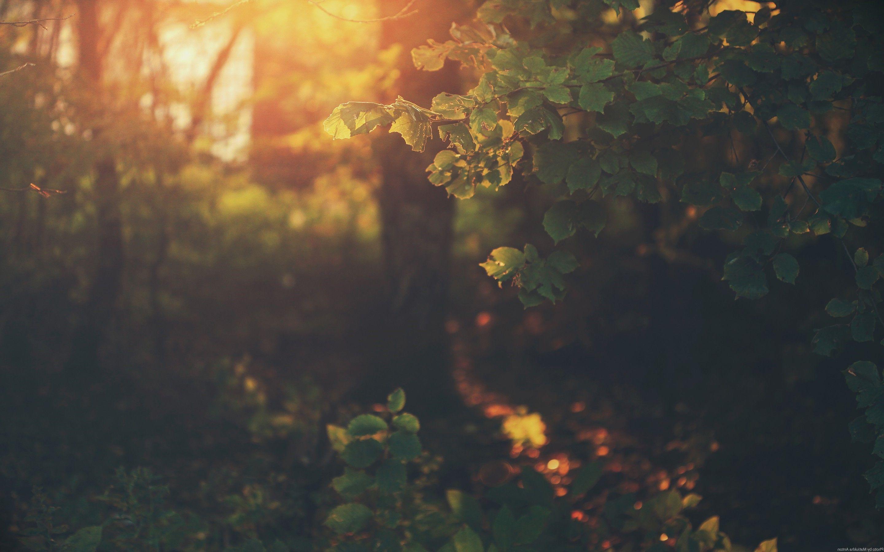 2880x1800 vintage forest leaves trees sunlight wallpaper