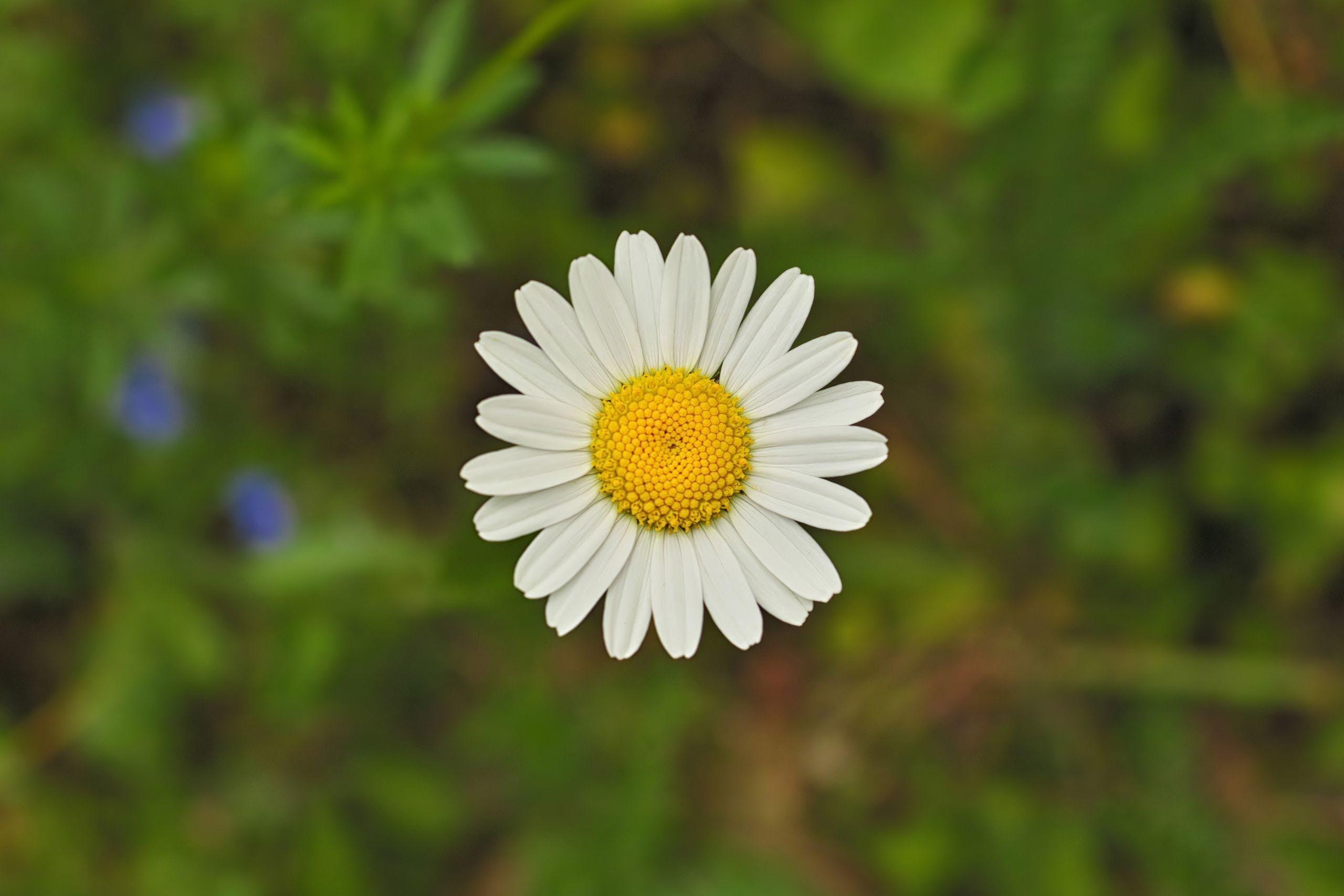 2560x1707 HD White Daisy Flower Wallpaper