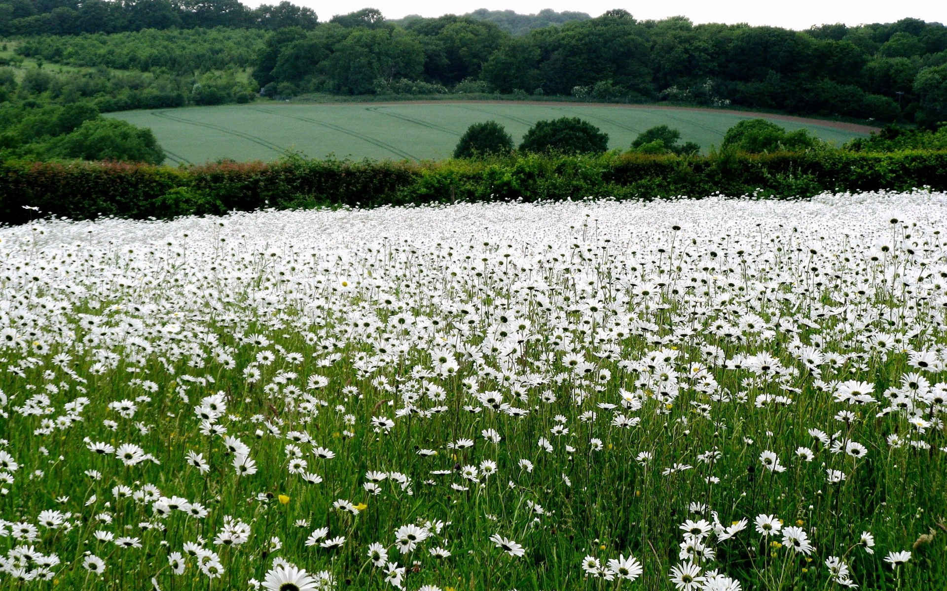 1920x1200 Daisy Flower Wallpaper, Flower Background, Image