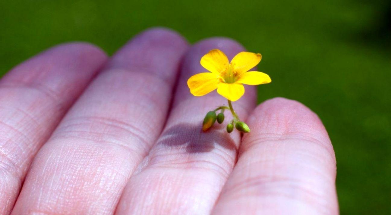 1297x714 Hands Beautiful Flowers Photo HD Wallpaper