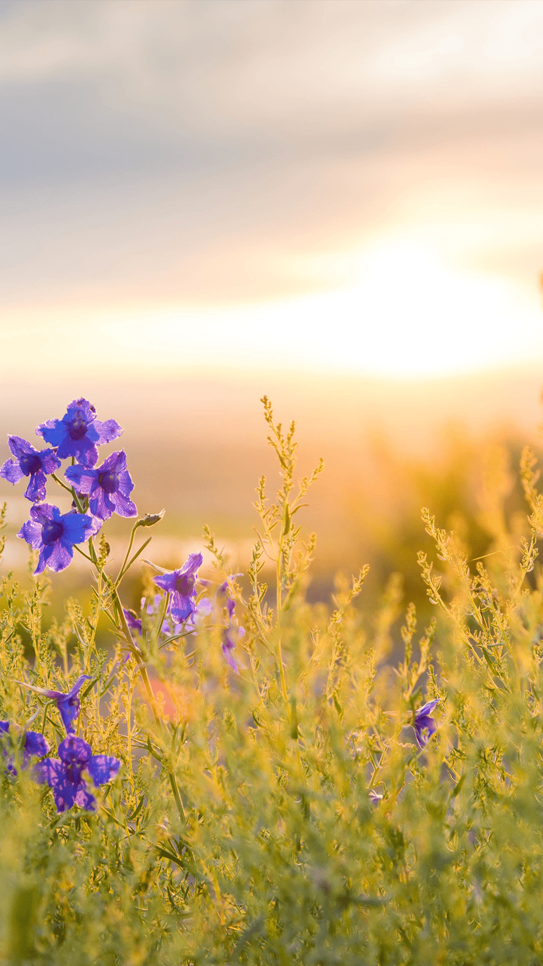 Wild Flowers Wallpapers - Top Free Wild Flowers Backgrounds