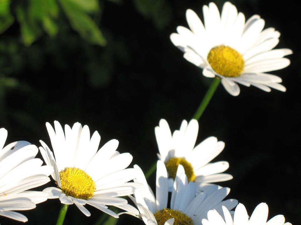 1024x768 Daisy Flower Wallpaper
