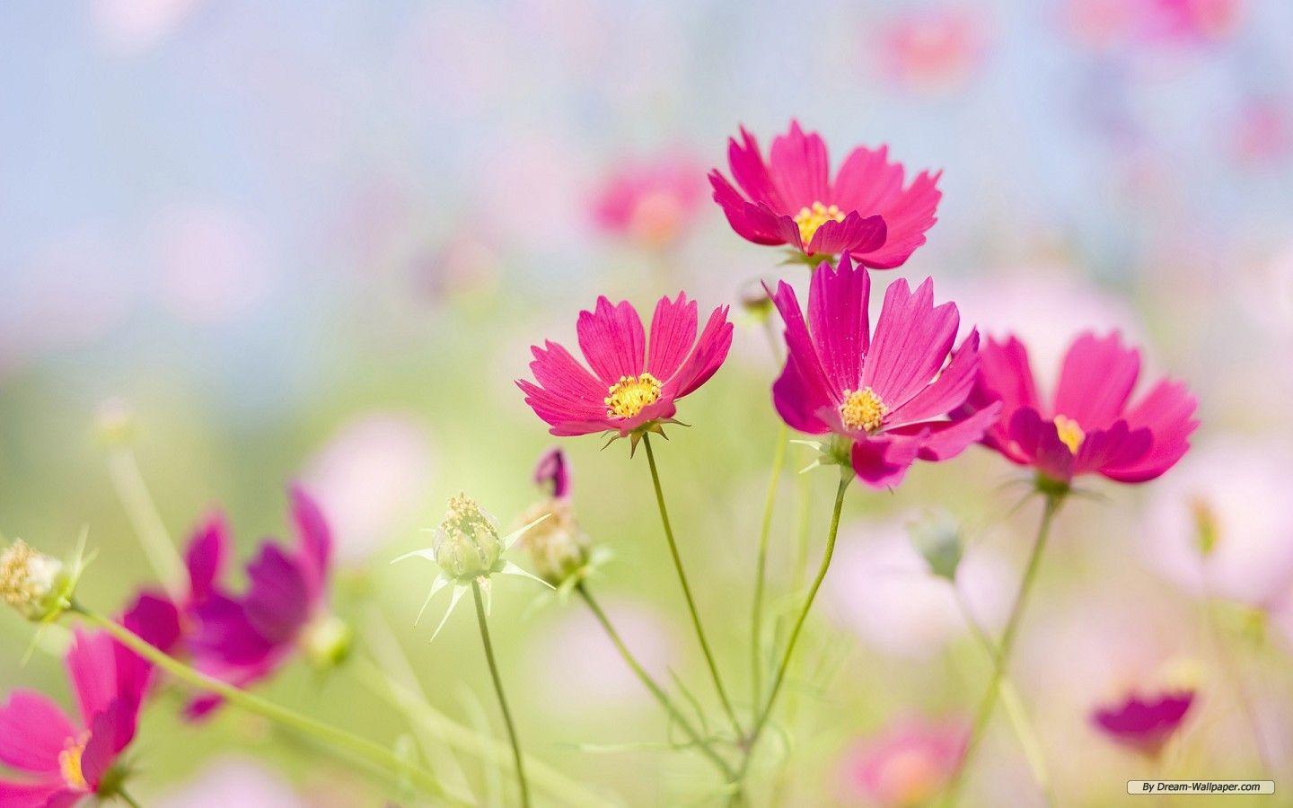 1440x900 Free Flower s wallpaperx900