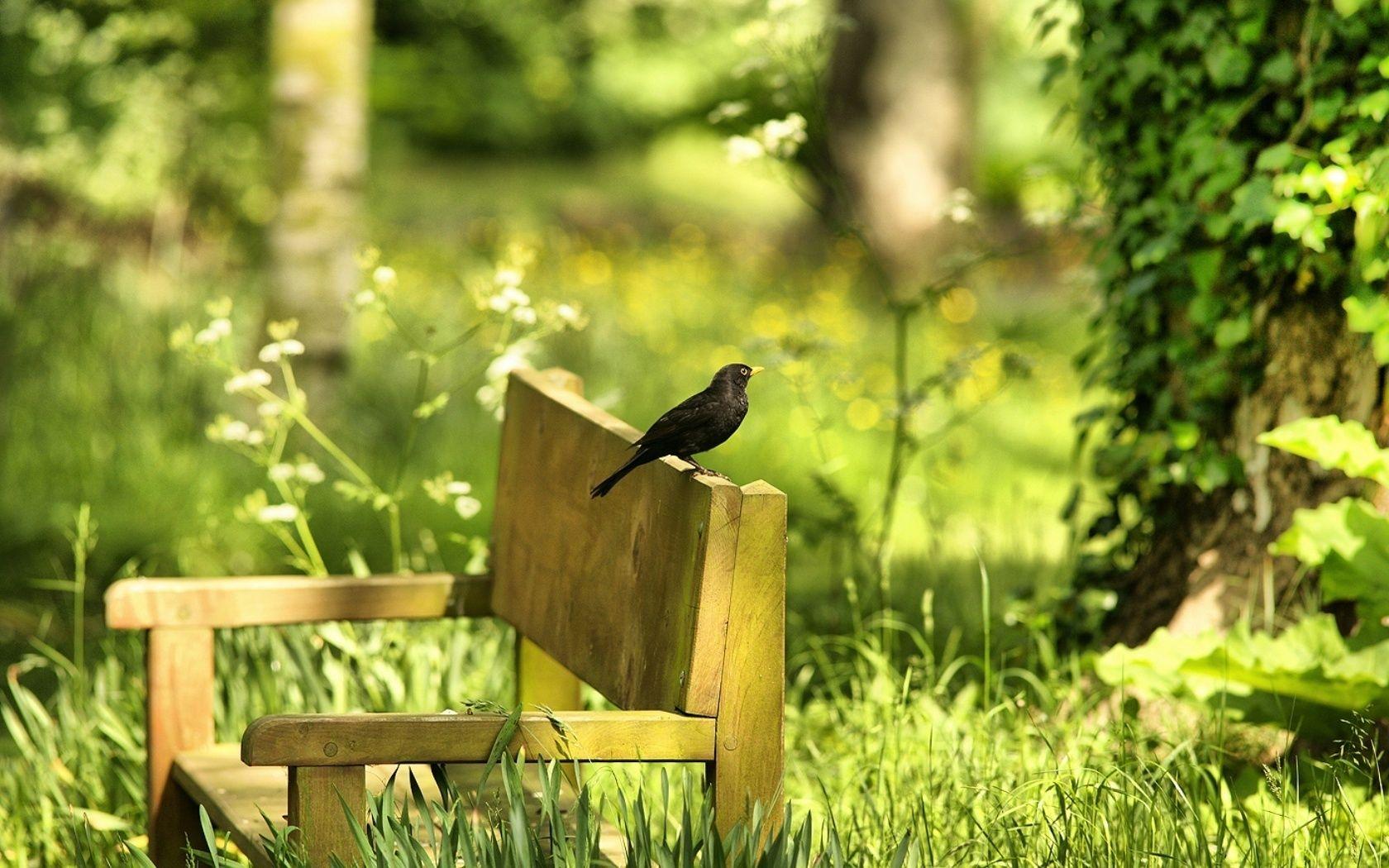 1680x1050 Garden Wallpaper