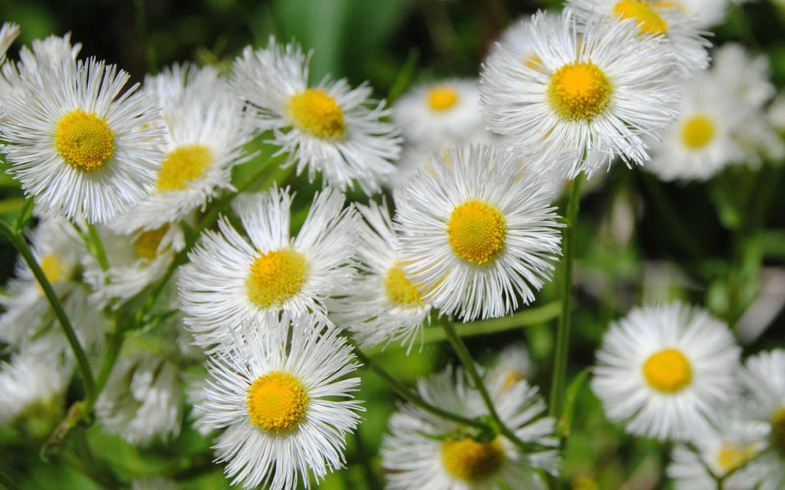 1600x1000 Wild Flowers Wallpaper