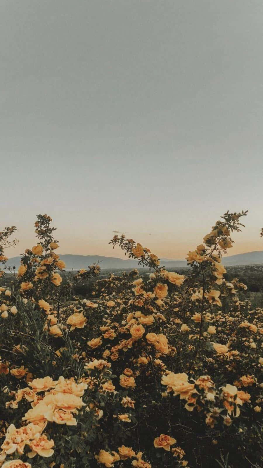 900x1600 Download Vintage Aesthetic Plant in a