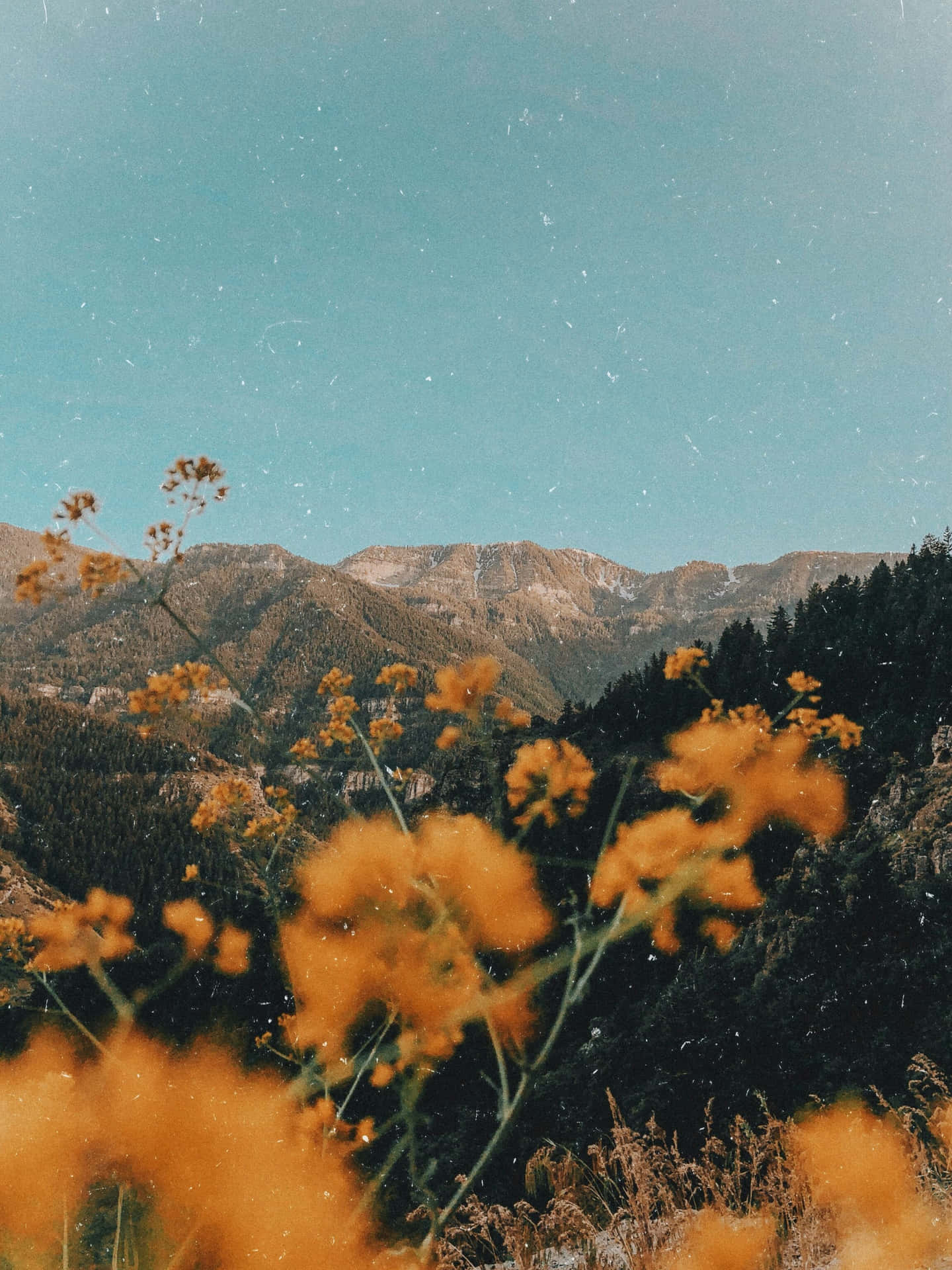 1440x1920 Enchanting Vintage Aesthetic Plant