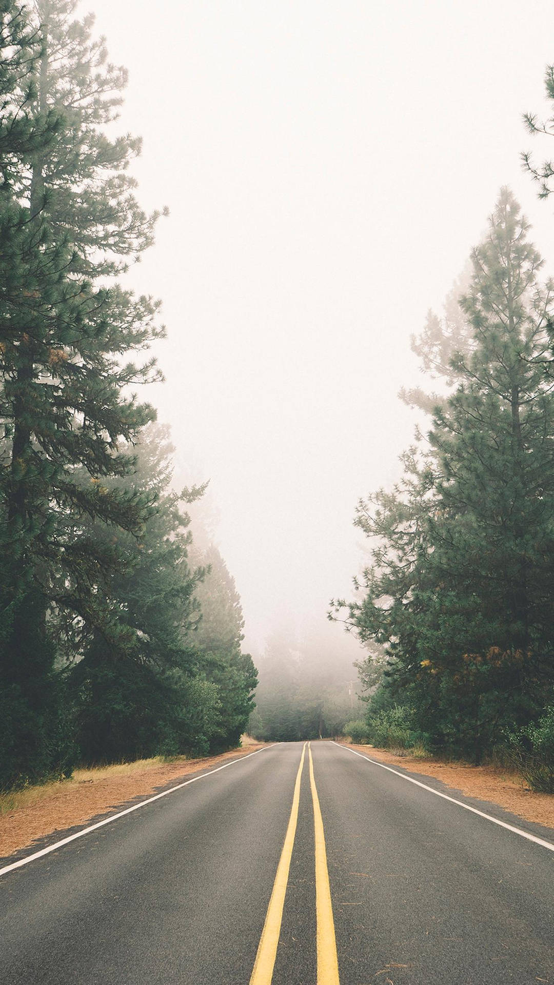 1080x1920 Download Vintage iPhone Nature Trees