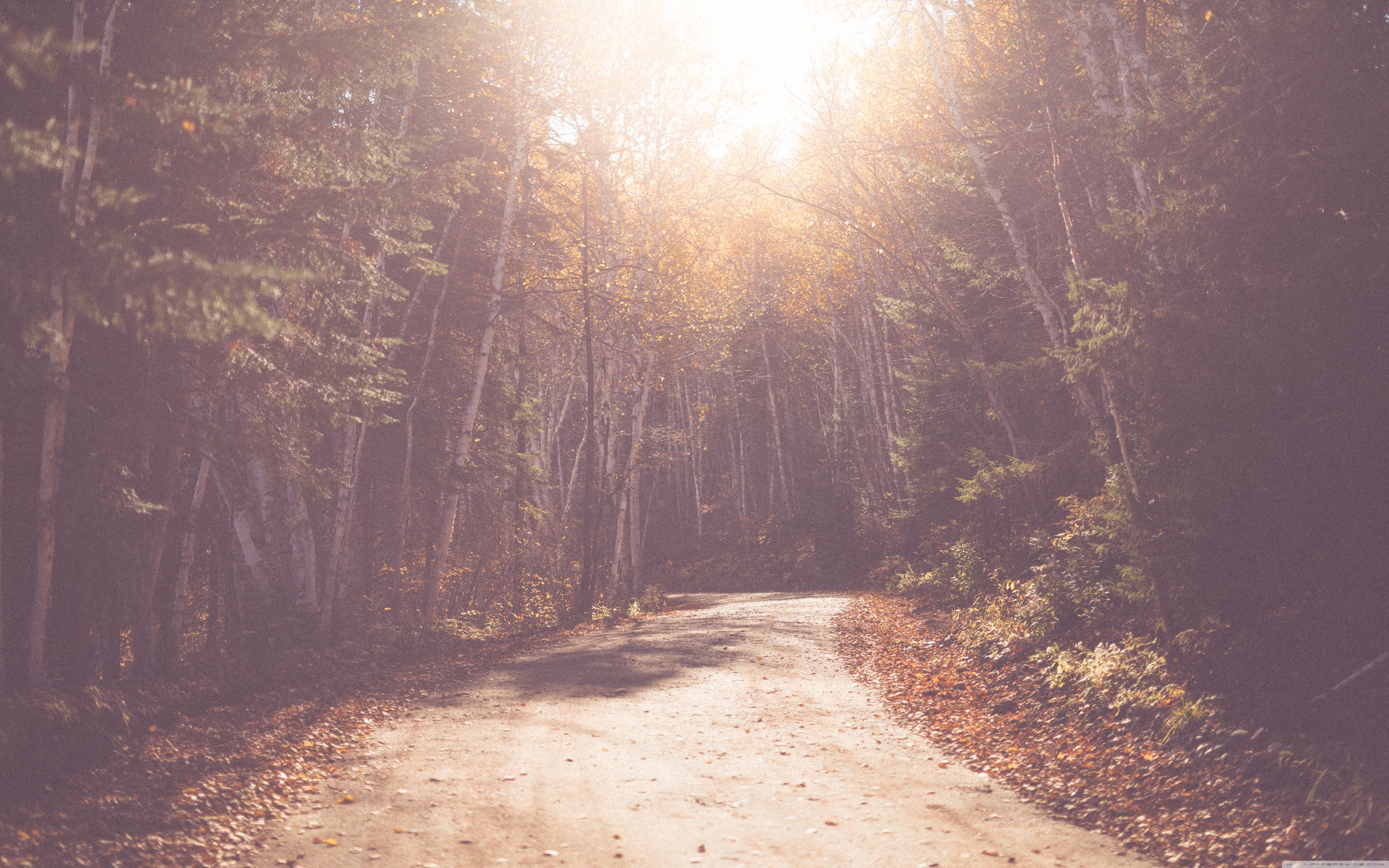 5120x3200 Vintage Nature Wallpaper