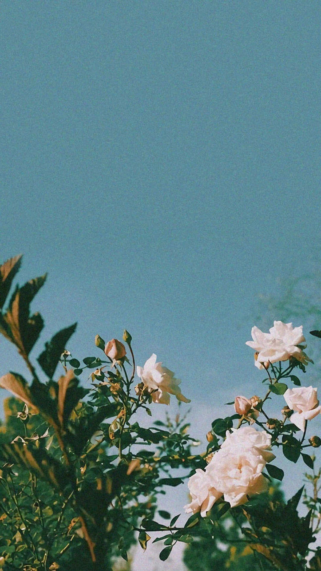 1080x1920 Nostalgic Beauty of Nature Wallpaper