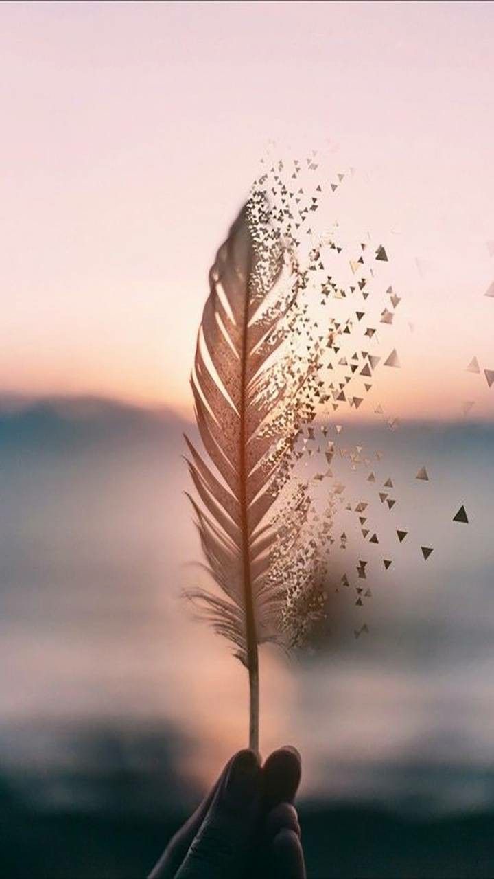 720x1280 Feather wallpaper