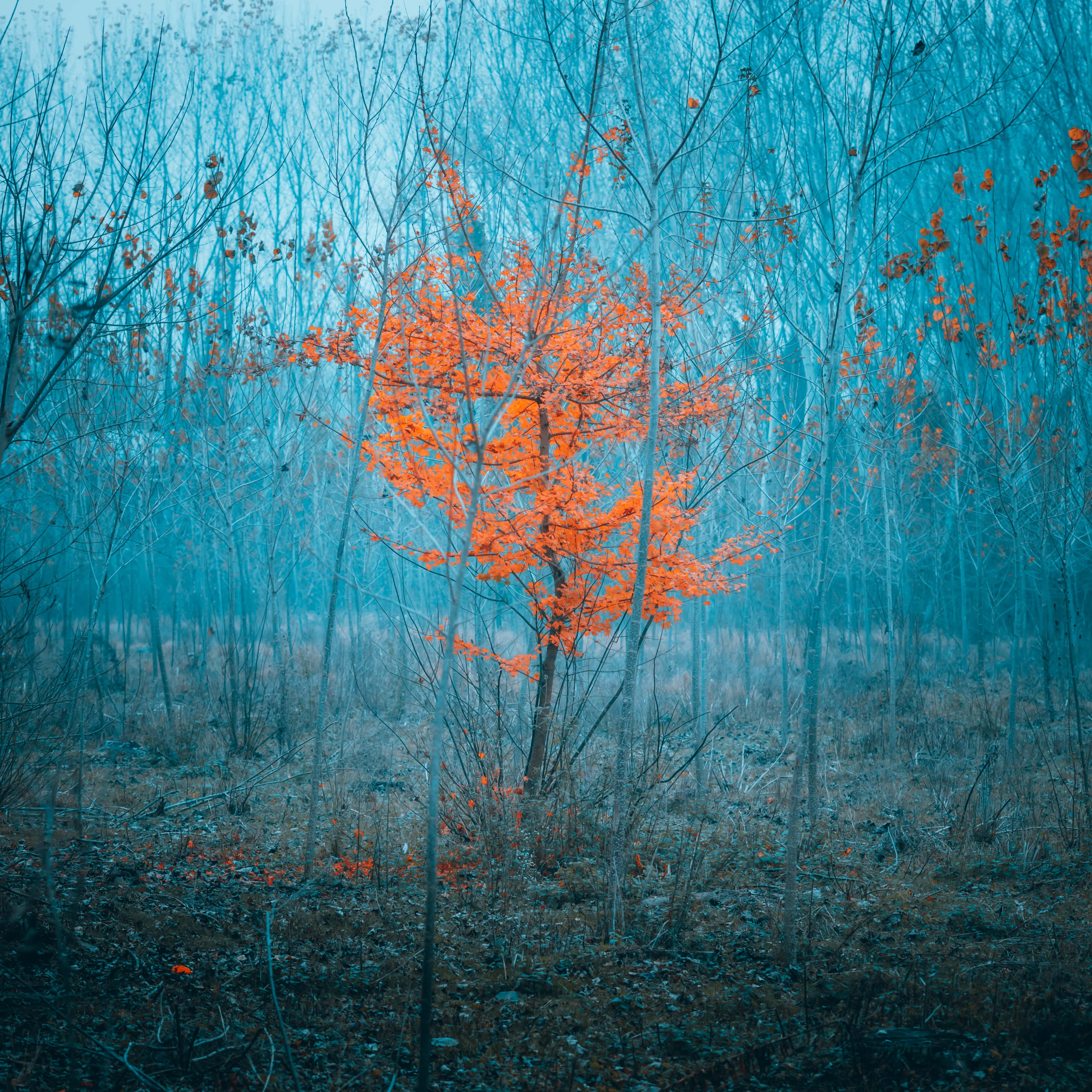 3840x3840 forest, tree, poplar, wood