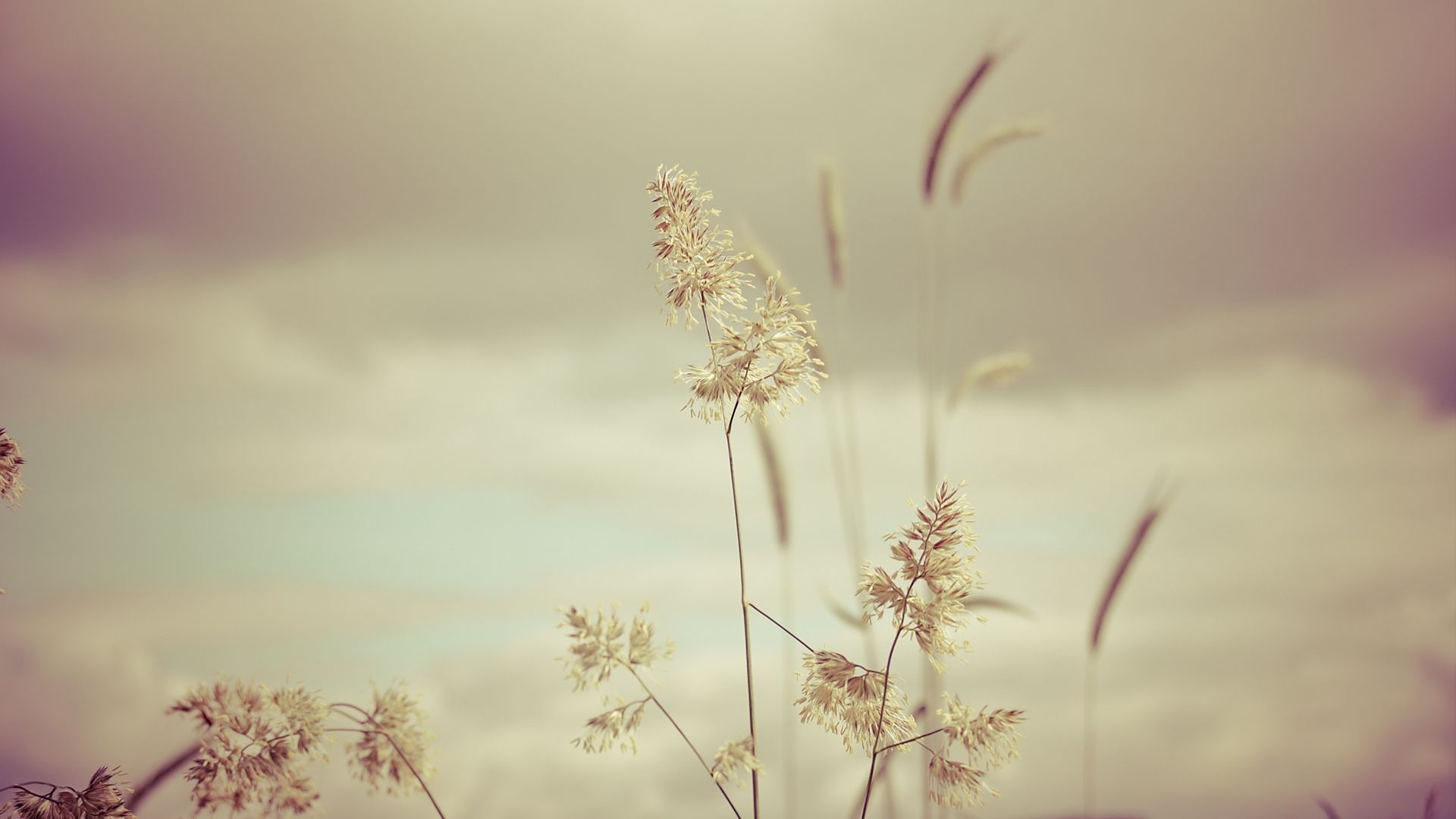 1920x1080 Download Nature Grass HD Wallpaper