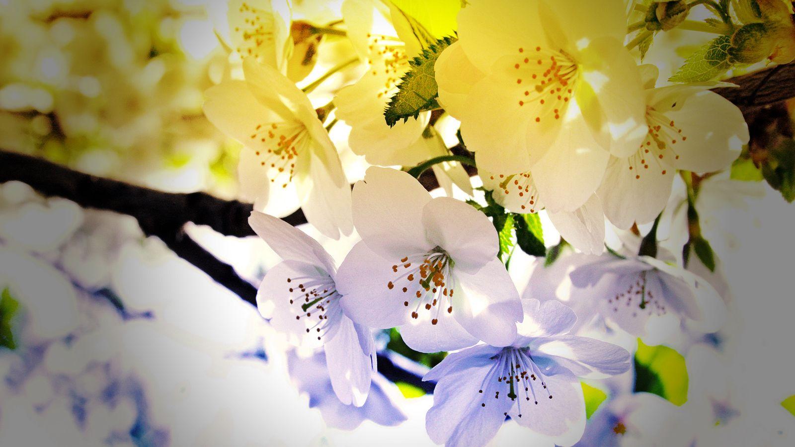 1600x900 However, the desktop wallpaper Stand clear views 49407