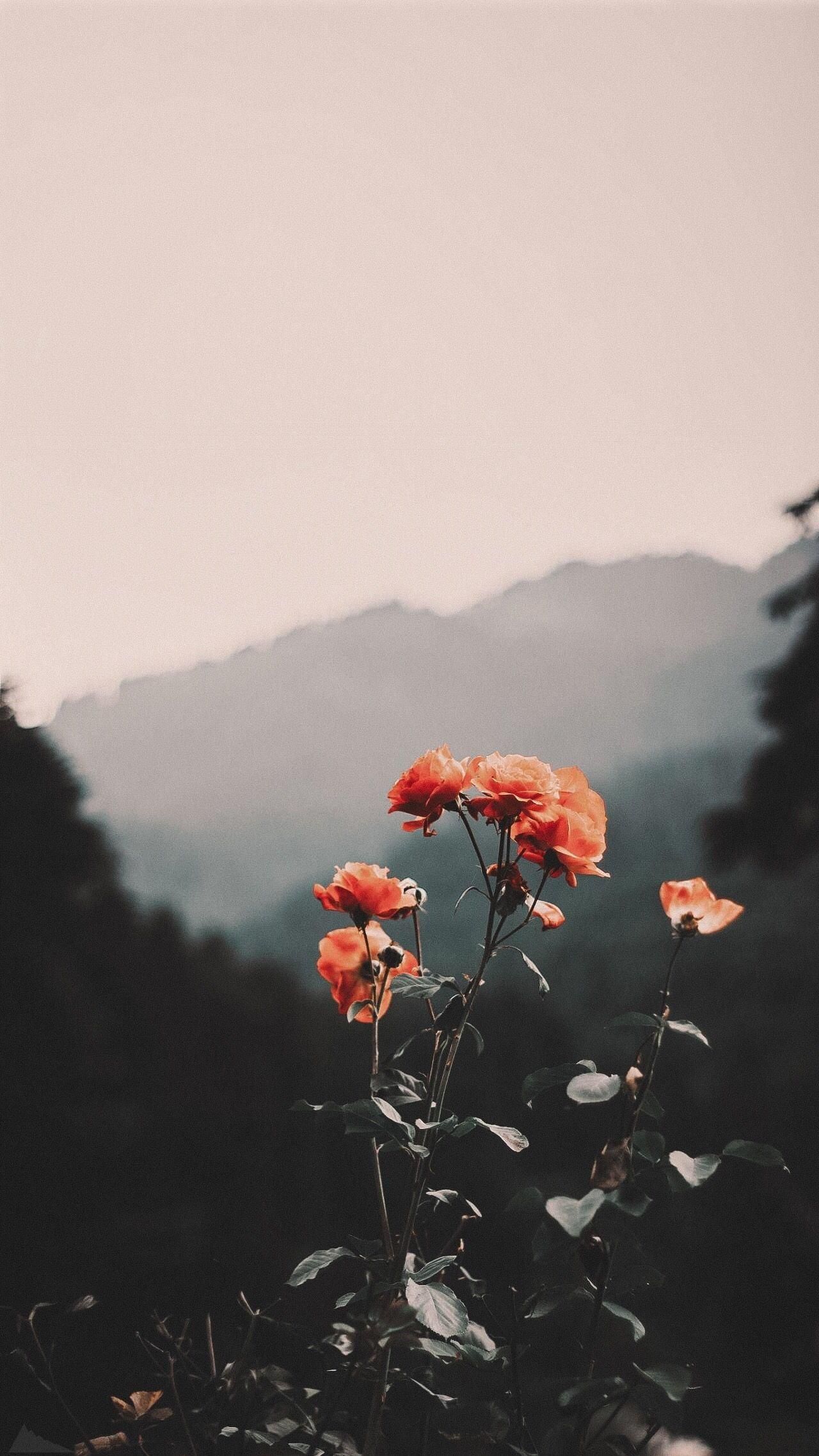 1280x2275 Retro Nature Wallpaper