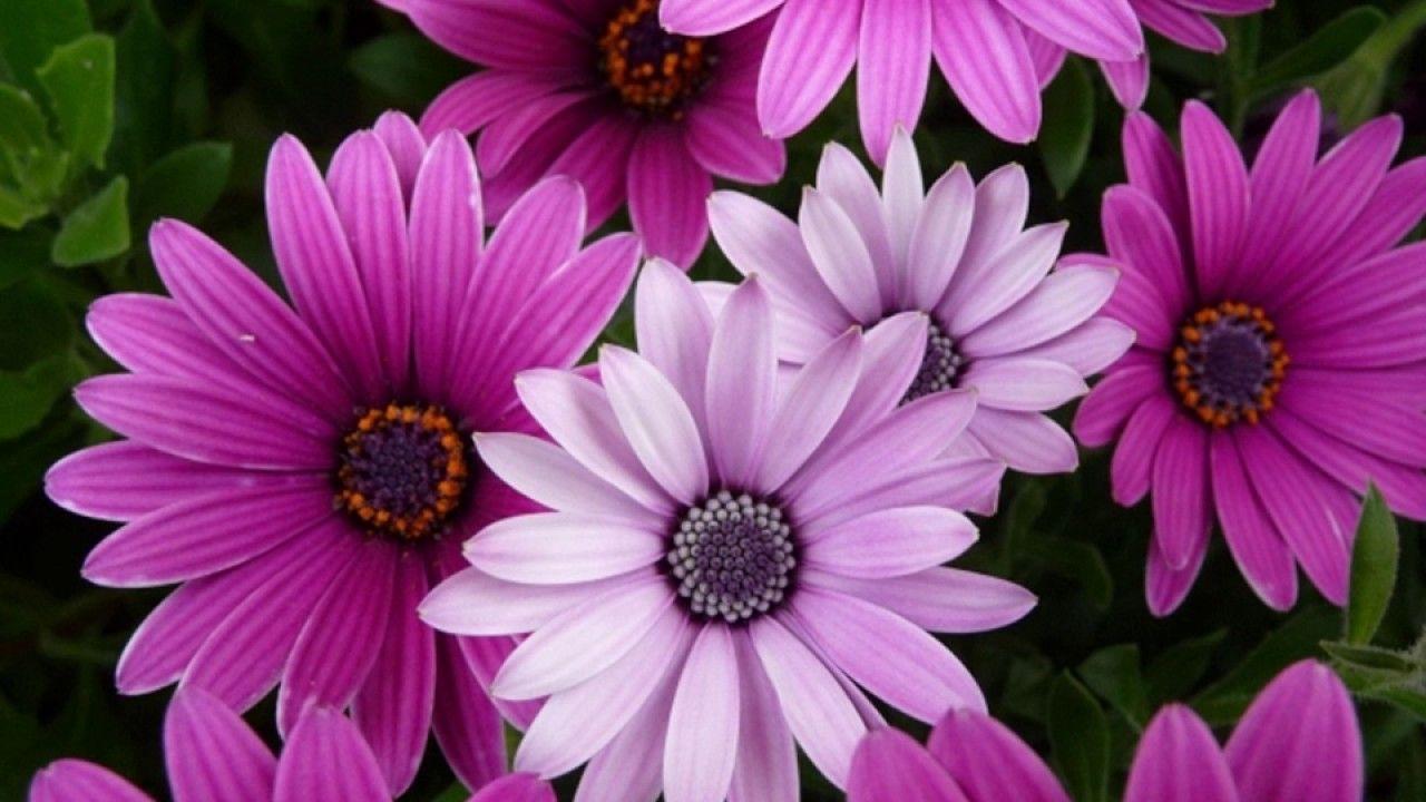 1280x720 Flower Photo: Flower Photo Image, Flower Photo Download Hd Picture Wallpaper And Photo Of Flower