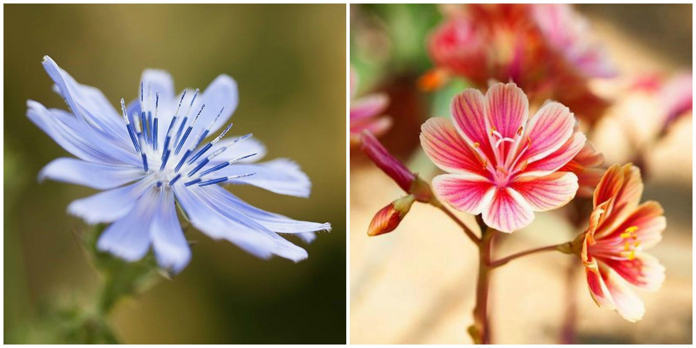 2400x1200 Beautiful Flower Image of Pretty Flowers