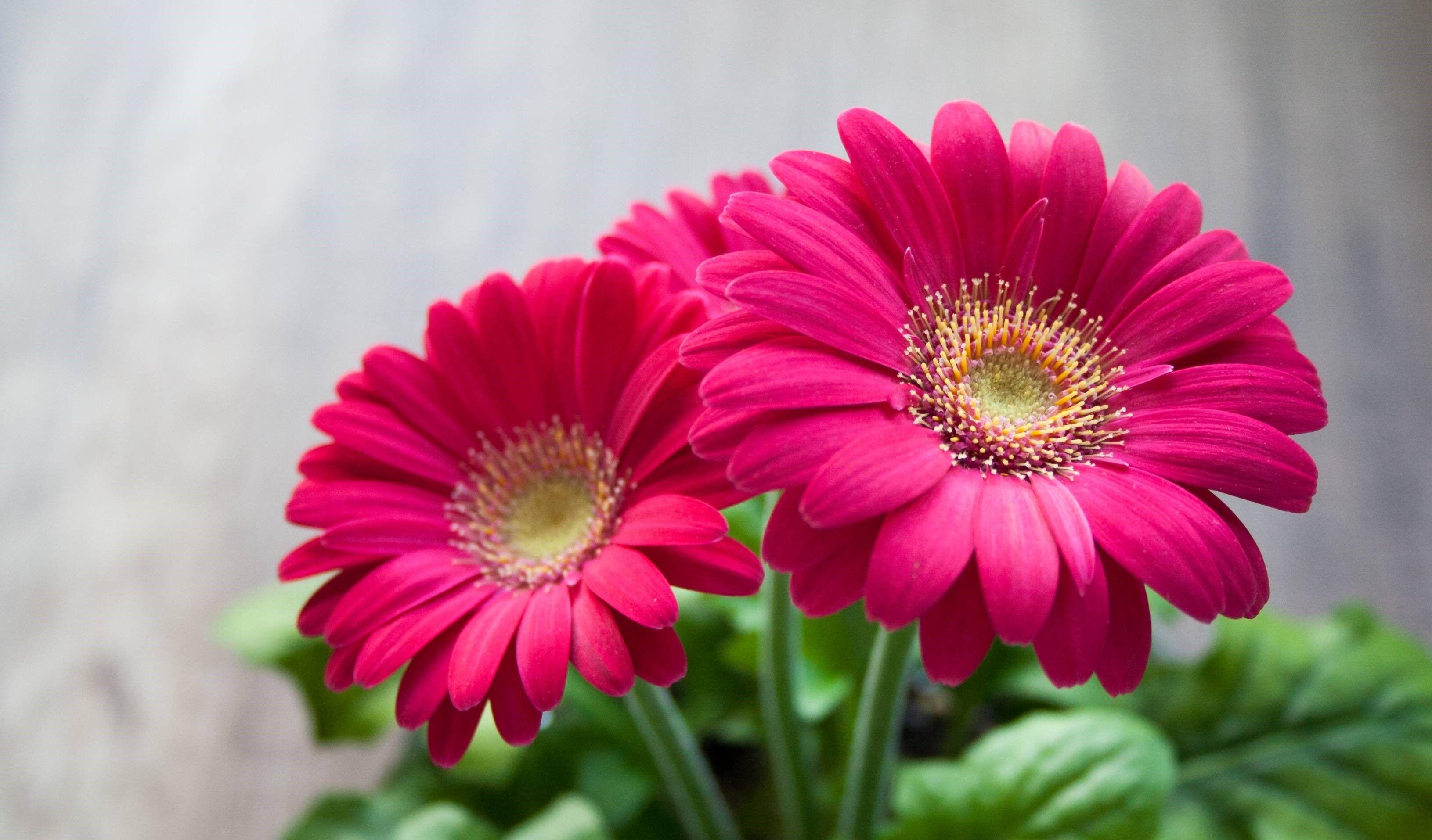 3261x1914 pretty flower wallpaper
