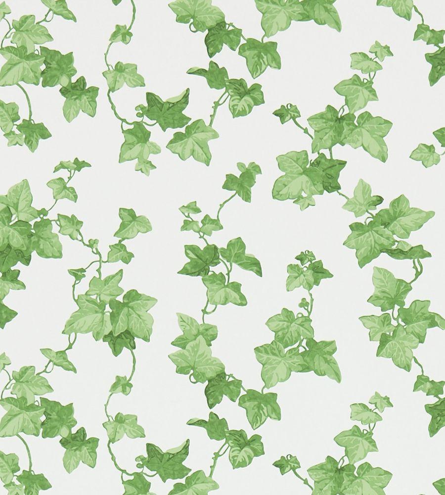 900x1000 Hedera