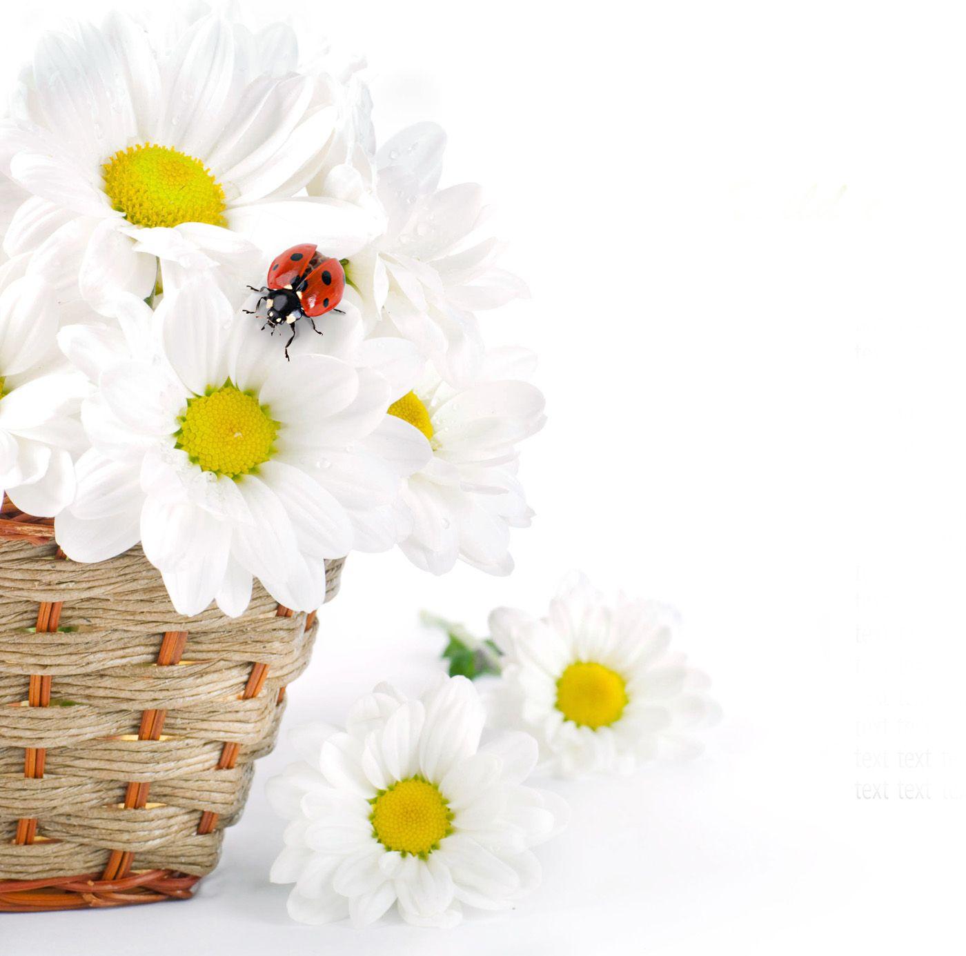 1400x1386 White daisy flower 49961