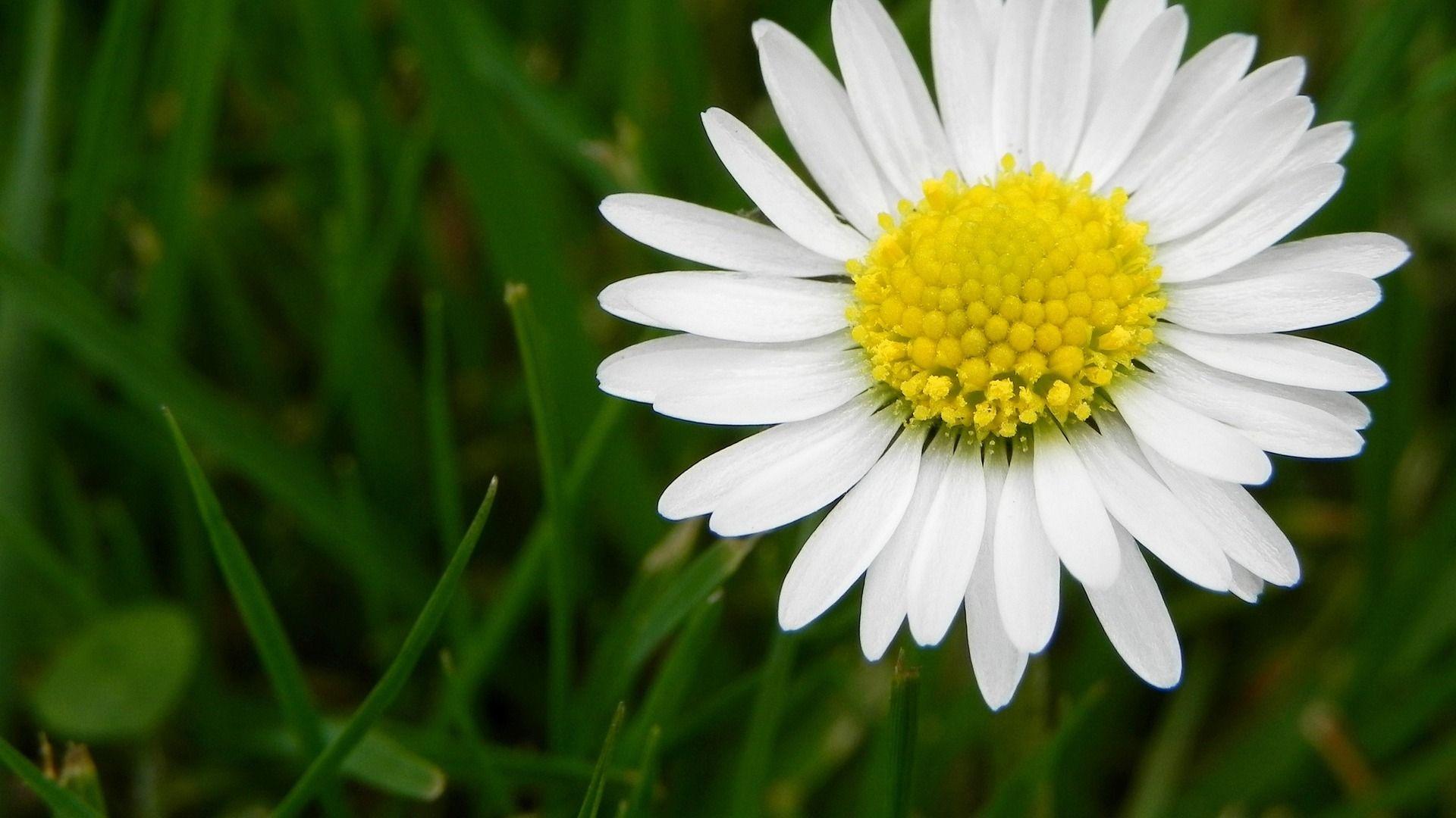 1920x1080 Flower Daisy White wallpaperx1080